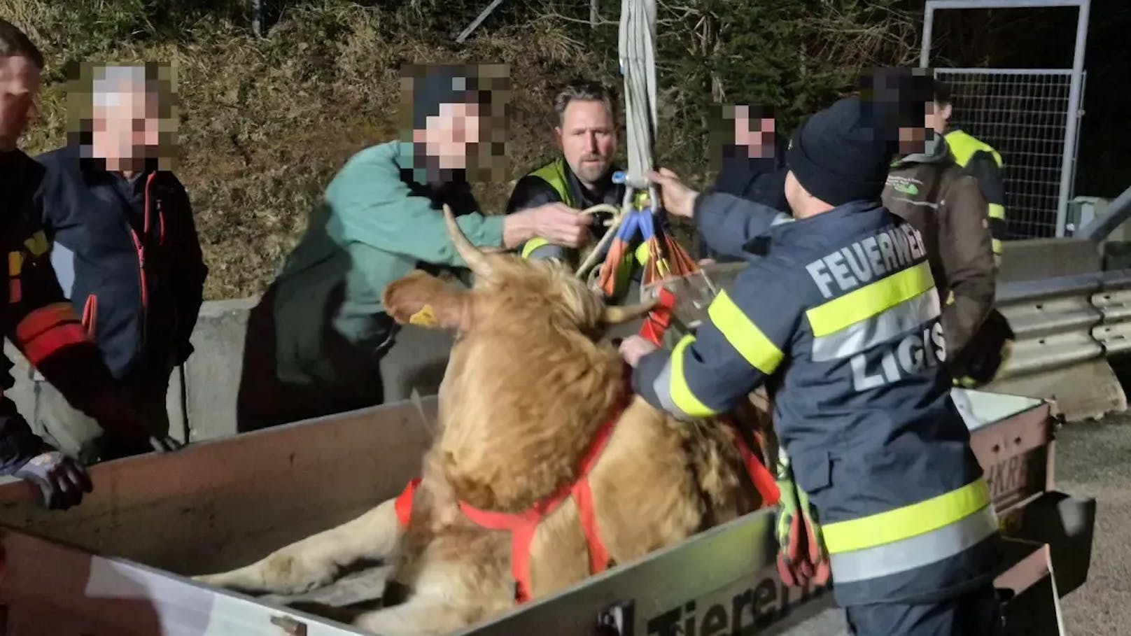 Knappe Sache – entlaufene Kuh geriet fast auf Autobahn