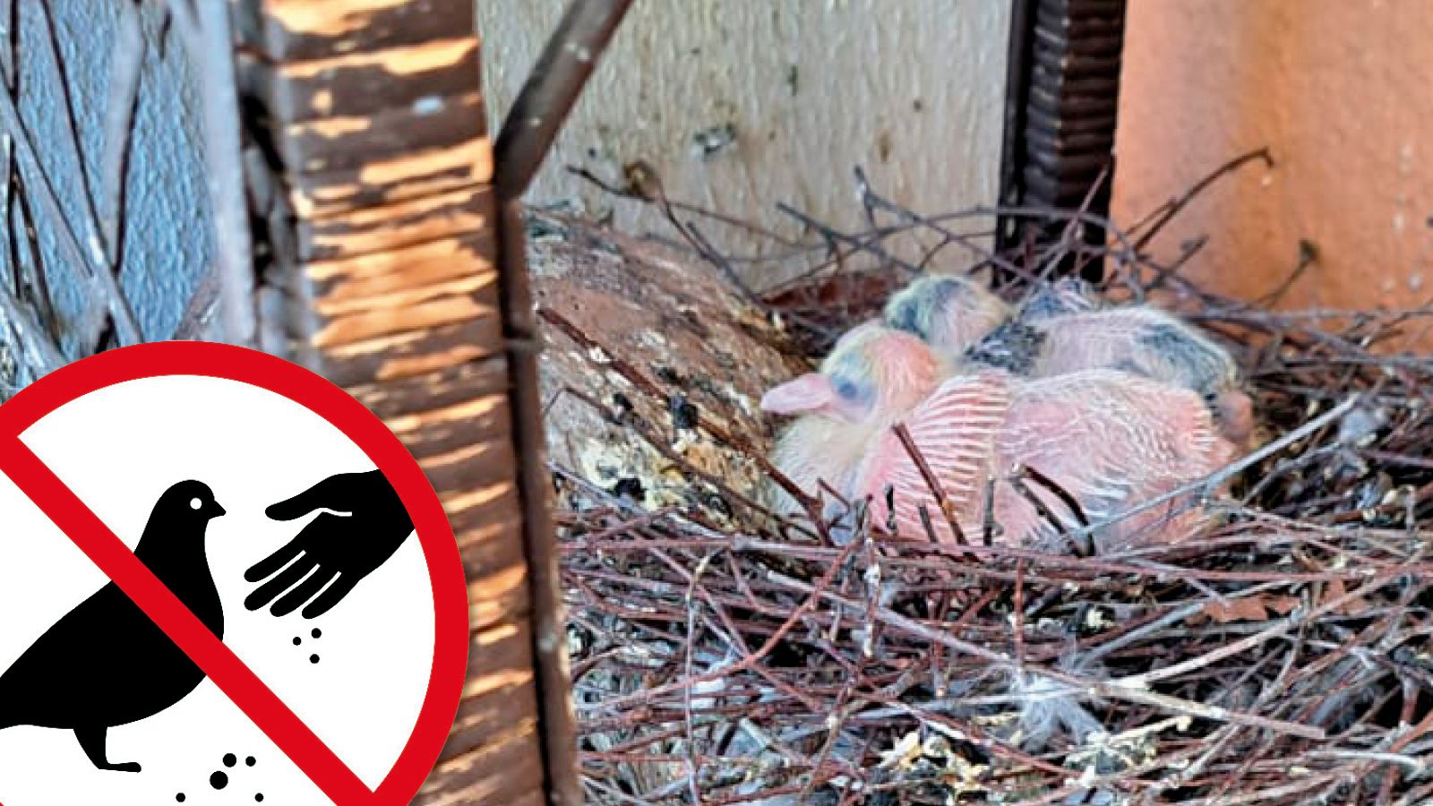 Die Vögel nisteten unter anderem auf Balkonen im Linzer Stadtteil St. Magdalena.