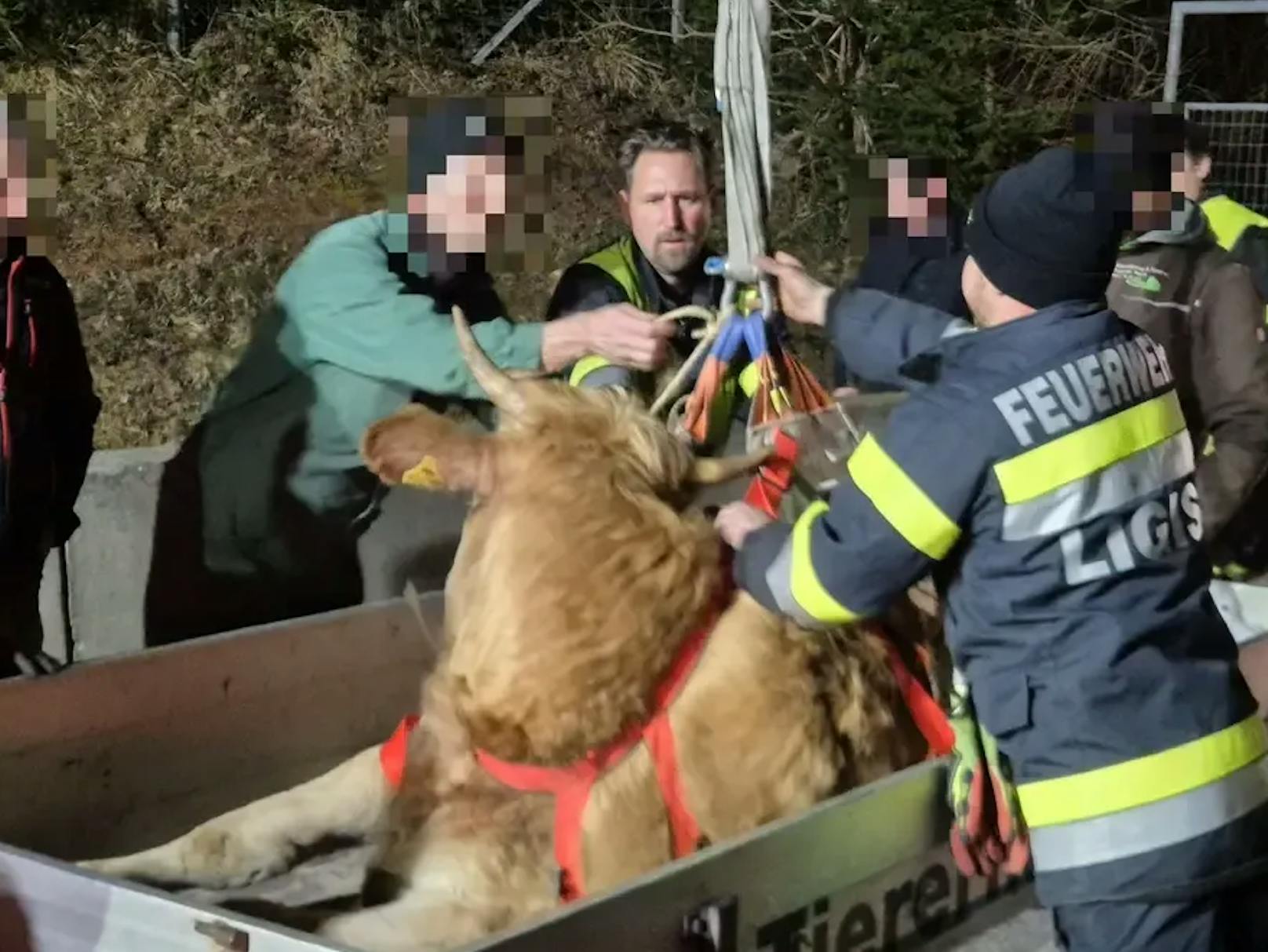 Die Kuh konnte erfolgreich aus dem Zaun gerettet werden.