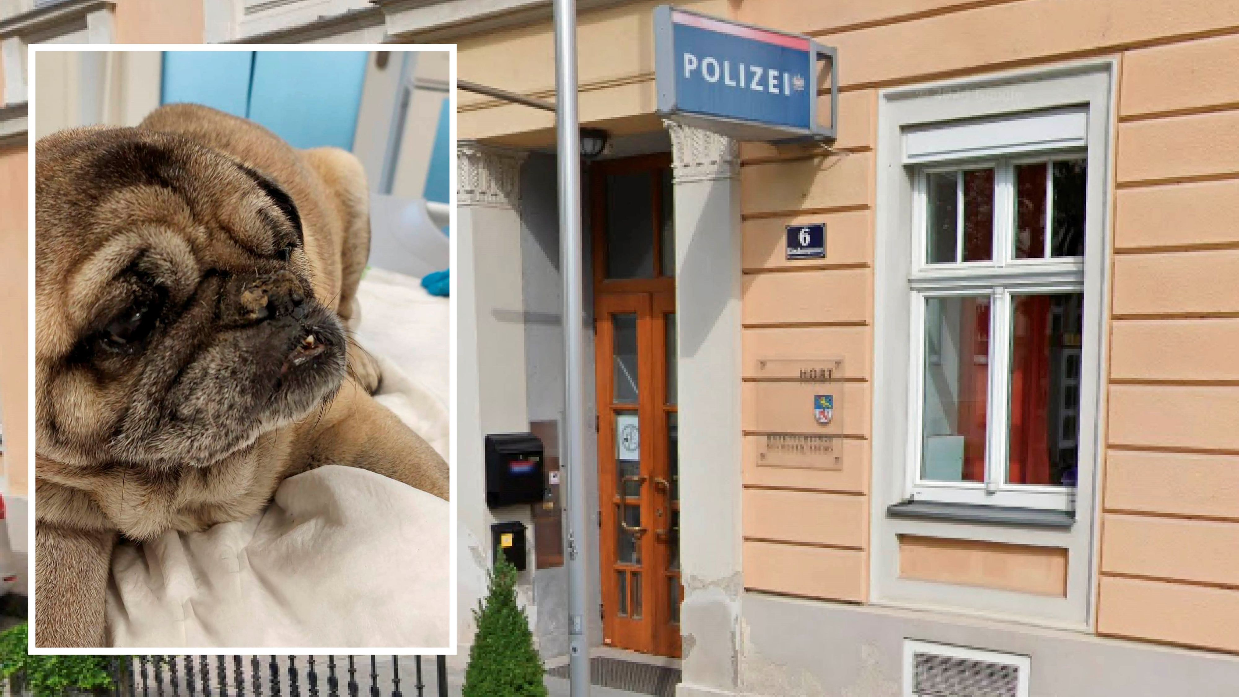 Polizisten der Inspektion Neuhofen an der Krems fanden den schwer verletzten Hund.