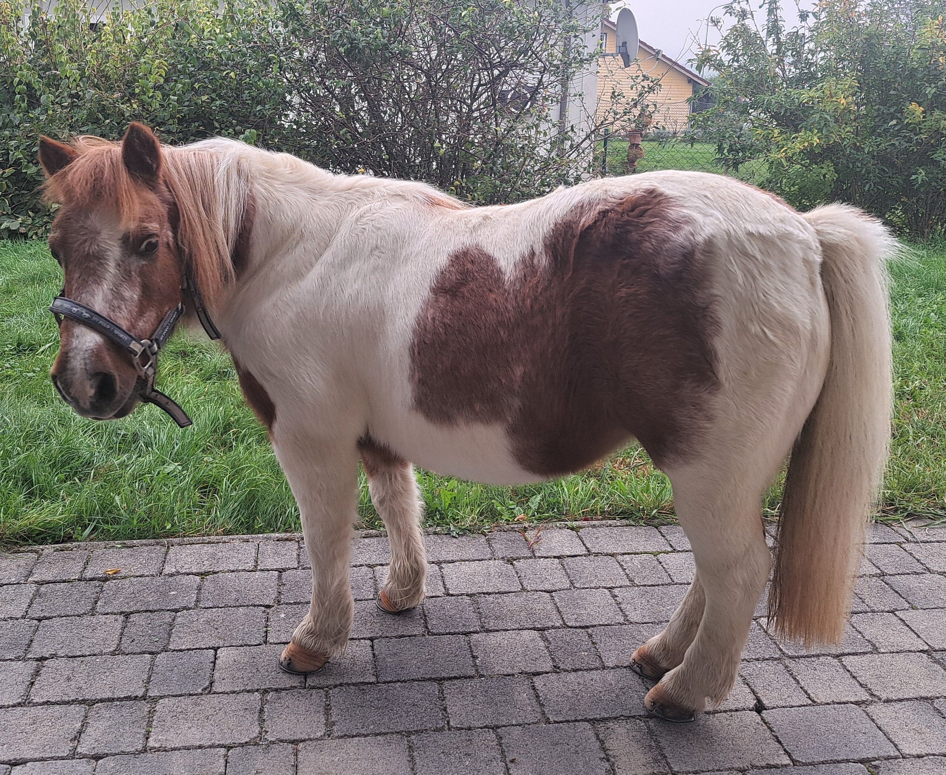 Große Trauer bei Familie um 