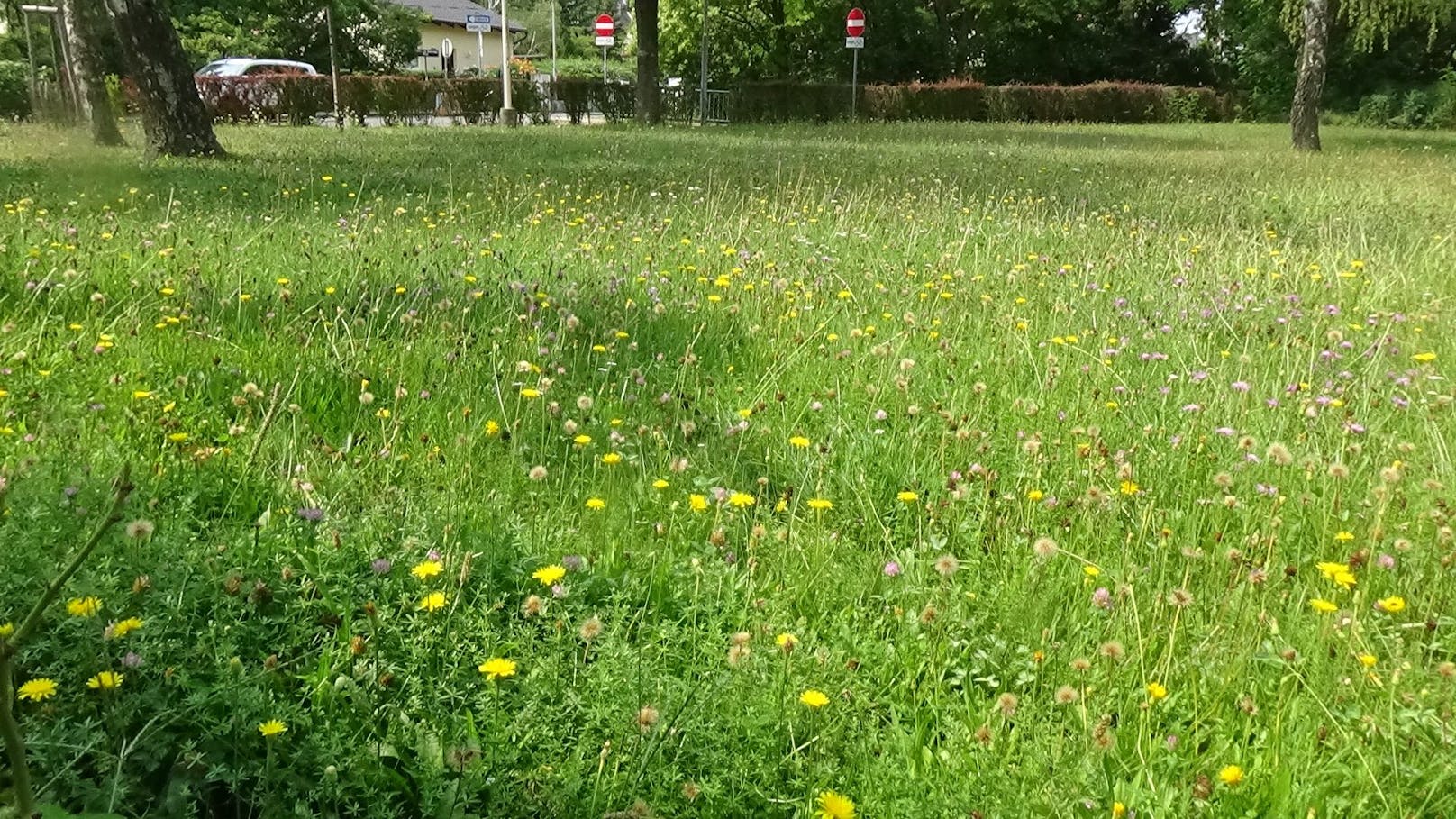 Gebremster Mäheinsatz für Wiesenblumen in der Kongress-Siedlung im Wiener 13. Bezirk.