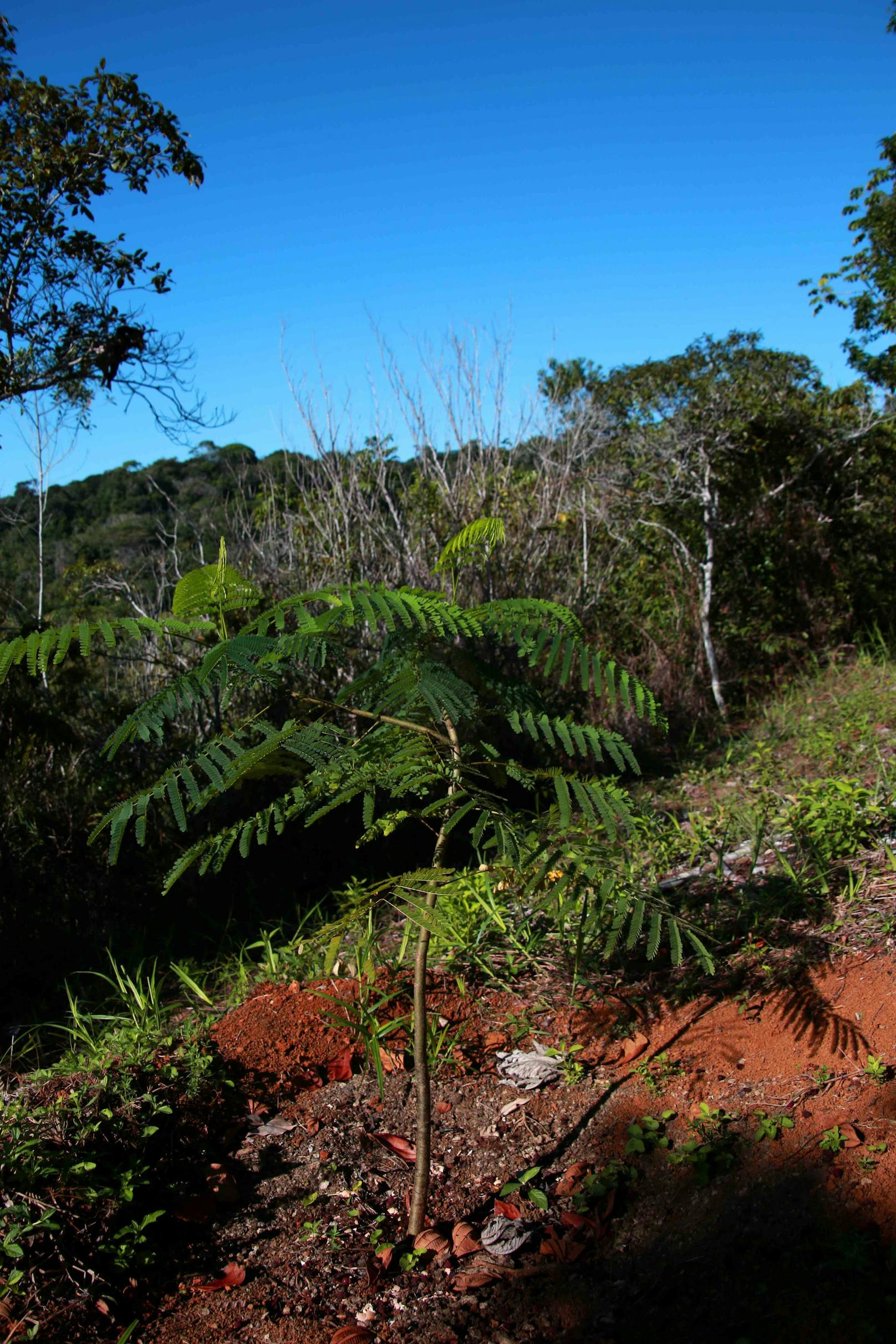 Regenwald der Mata Atlantica in Brasilien: Sorte  Jacarandá, 3 Jahre alt