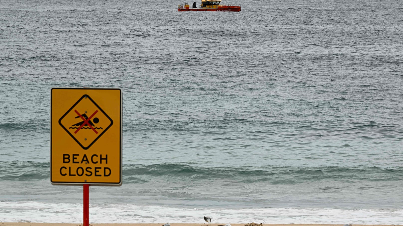 Hai-Alarm – weltberühmter Strand in Australien gesperrt