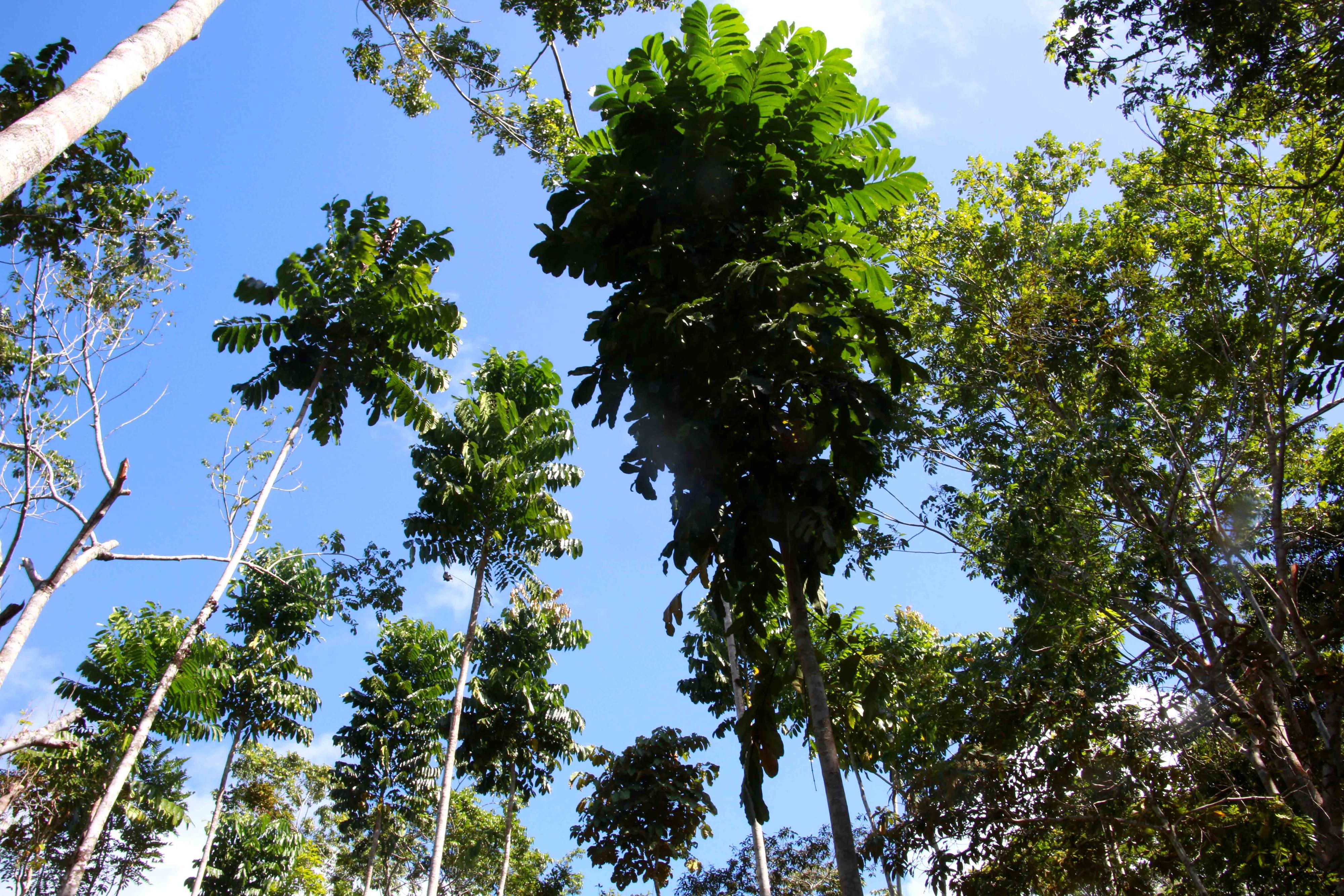 Heute.at - Bäume pflanzen für einen grünen Fußabdruck