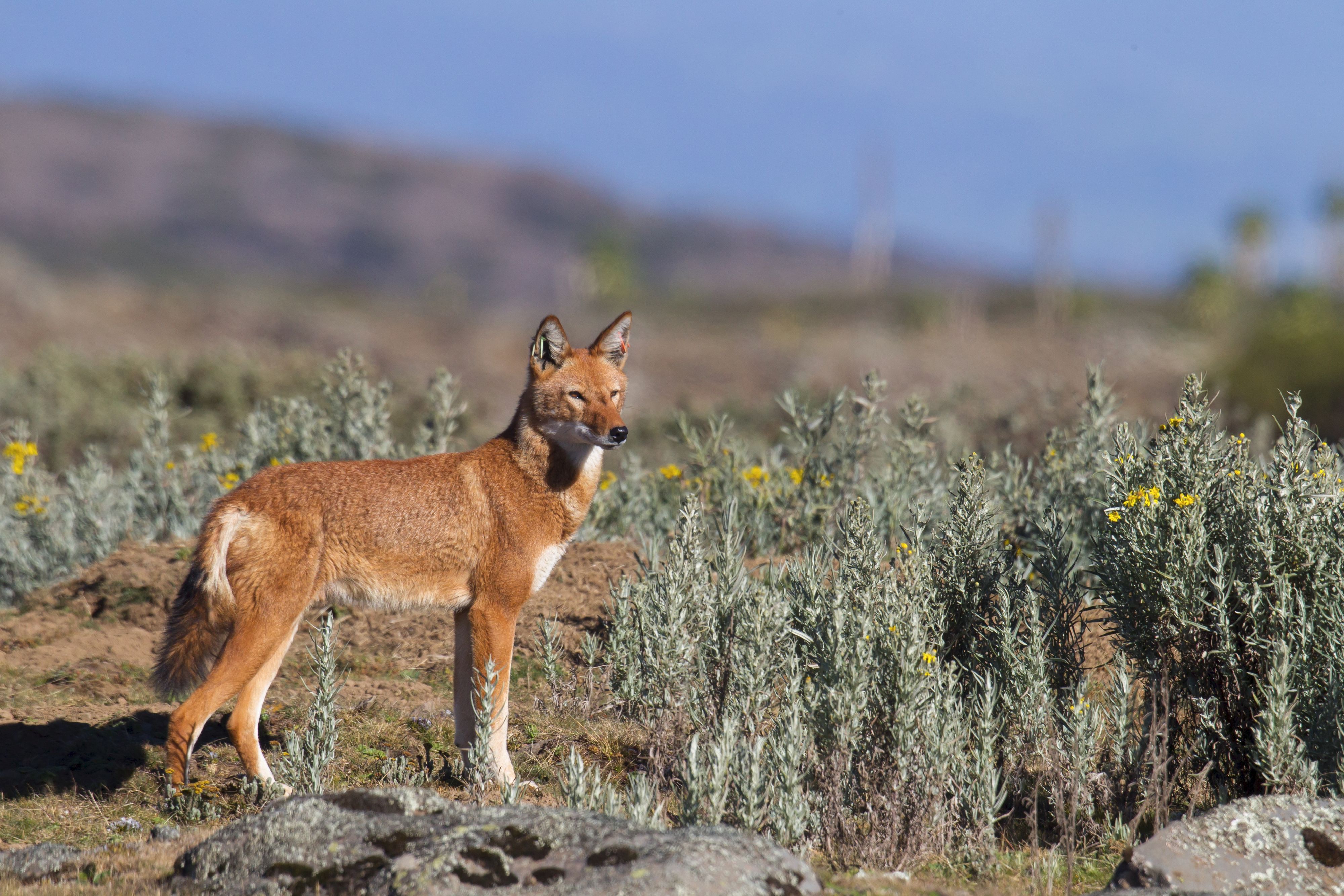 Der Äthiopische Wolf ist das erste Raubtier, das auch Pflanzen bestäubt. 