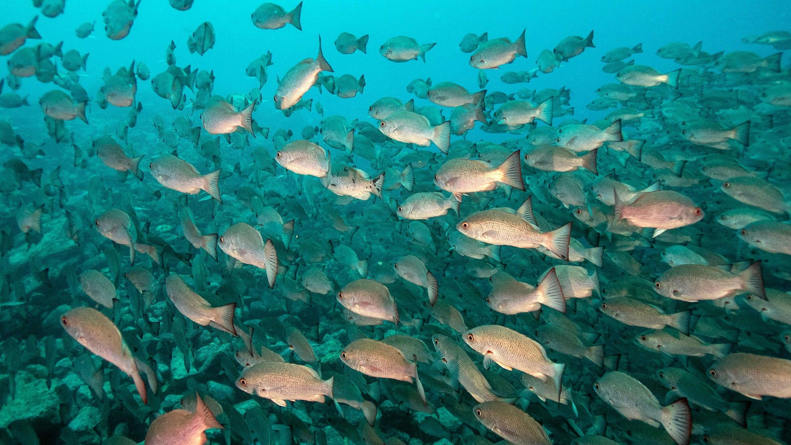 Große Fischschwärme können Haie anlocken.