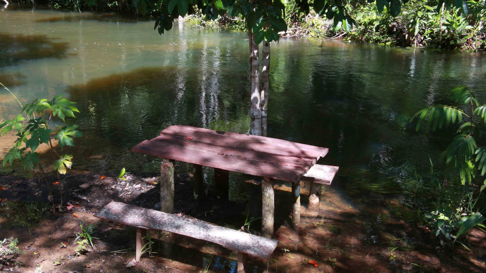 Regenwald der Mata Atlantica in Brasilien: Rio Jeribucacu