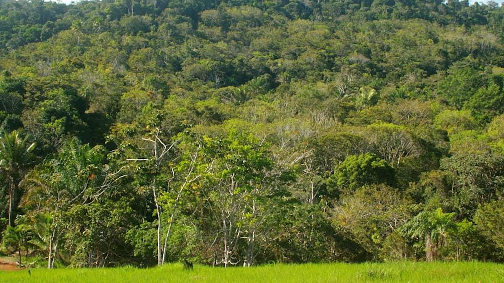 Stück Wald im Regenwald der Mata Atlantica in Brasilien