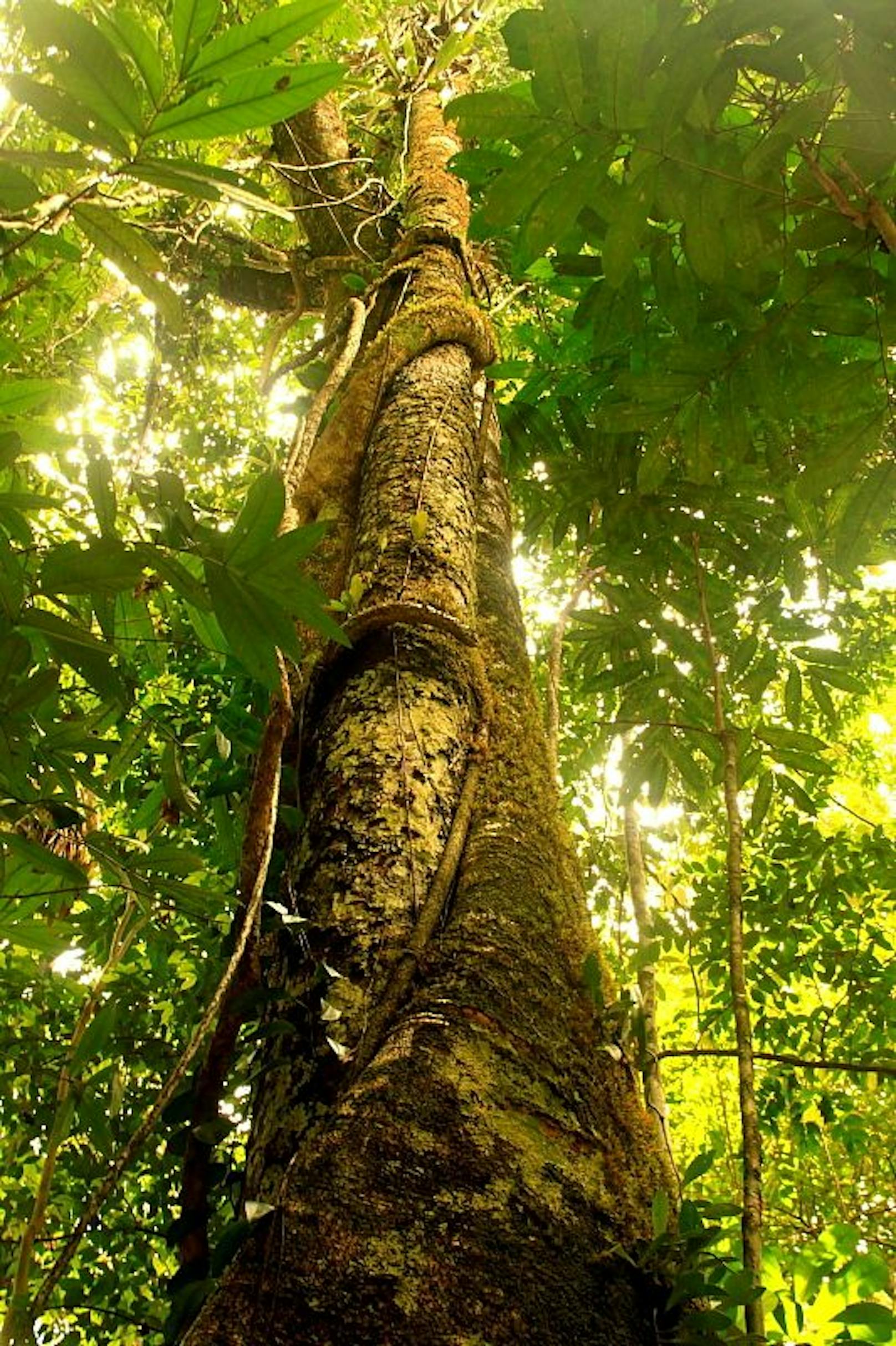 Regenwald der Mata Atlantica in Brasilien