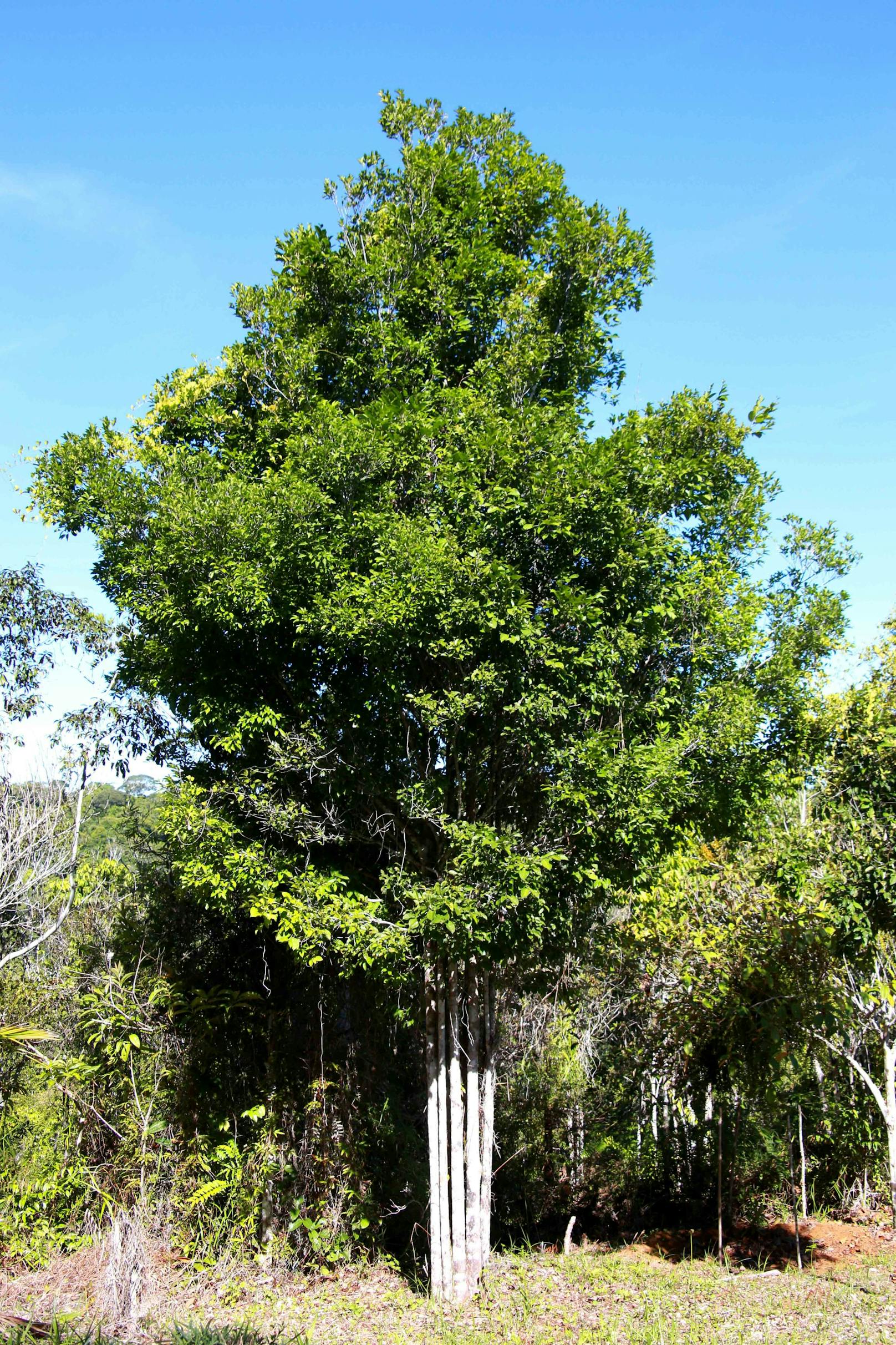 Regenwald der Mata Atlantica in Brasilien: Sorte Biriba