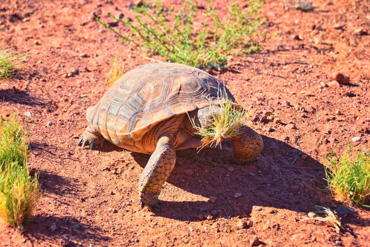 Die US-Marines schützen die Wüsten-Schildkröte in der Mojave-Wüste.