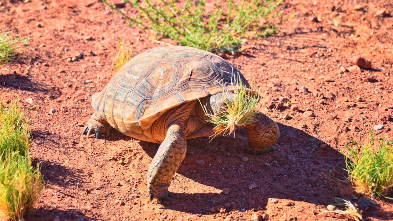 Diese Schildkröten stehen unter Militär-Schutz