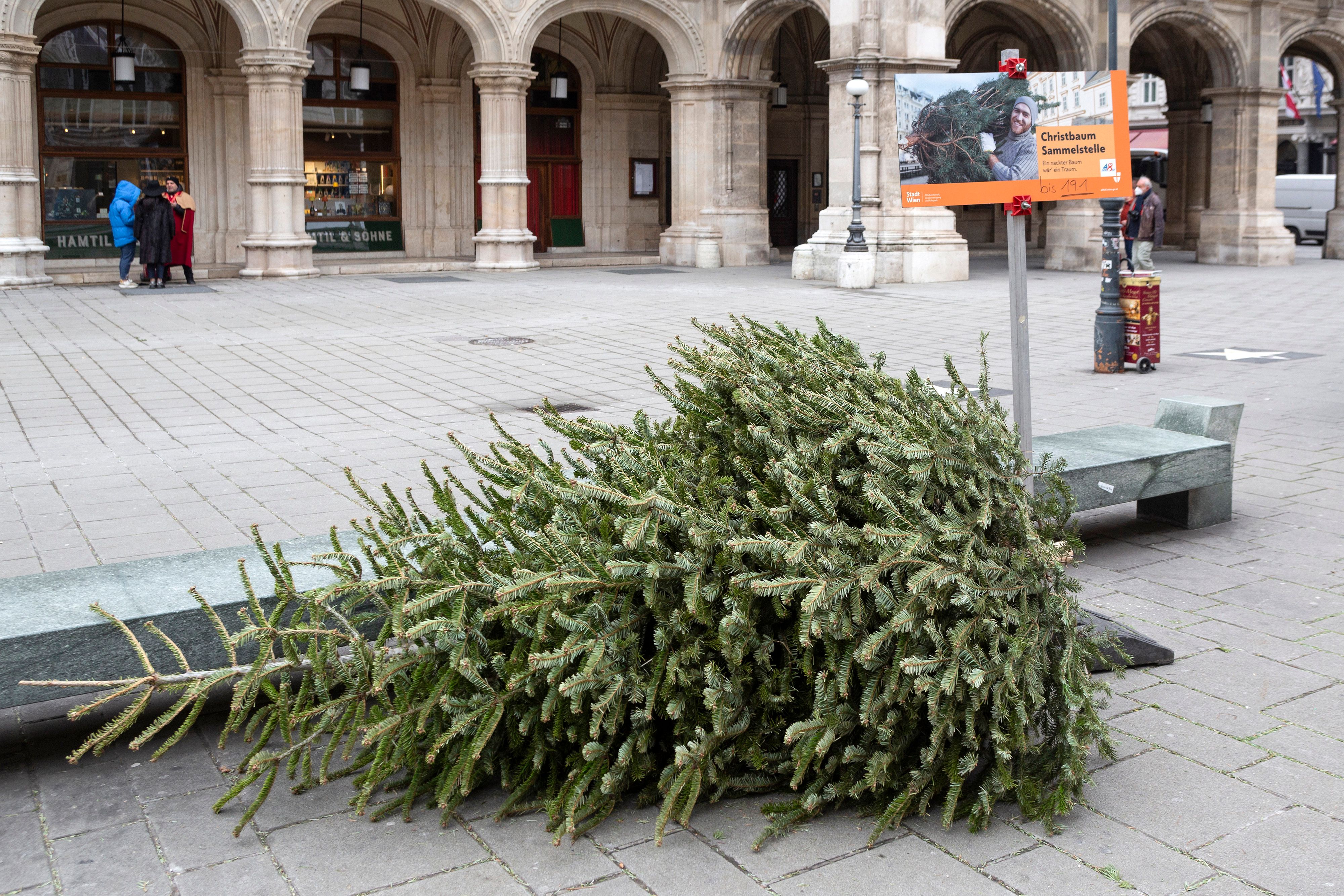 Weihnachtsbäume können mit Pestiziden und gefährlichen Flammschutzmitteln behandelt worden sein.