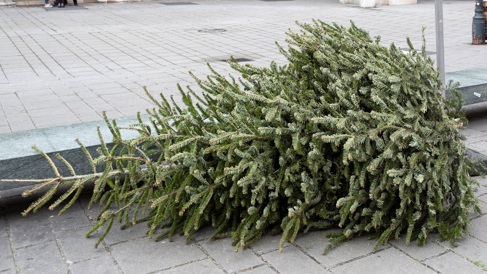 Belgien warnt davor, den Weihnachtsbaum zu essen