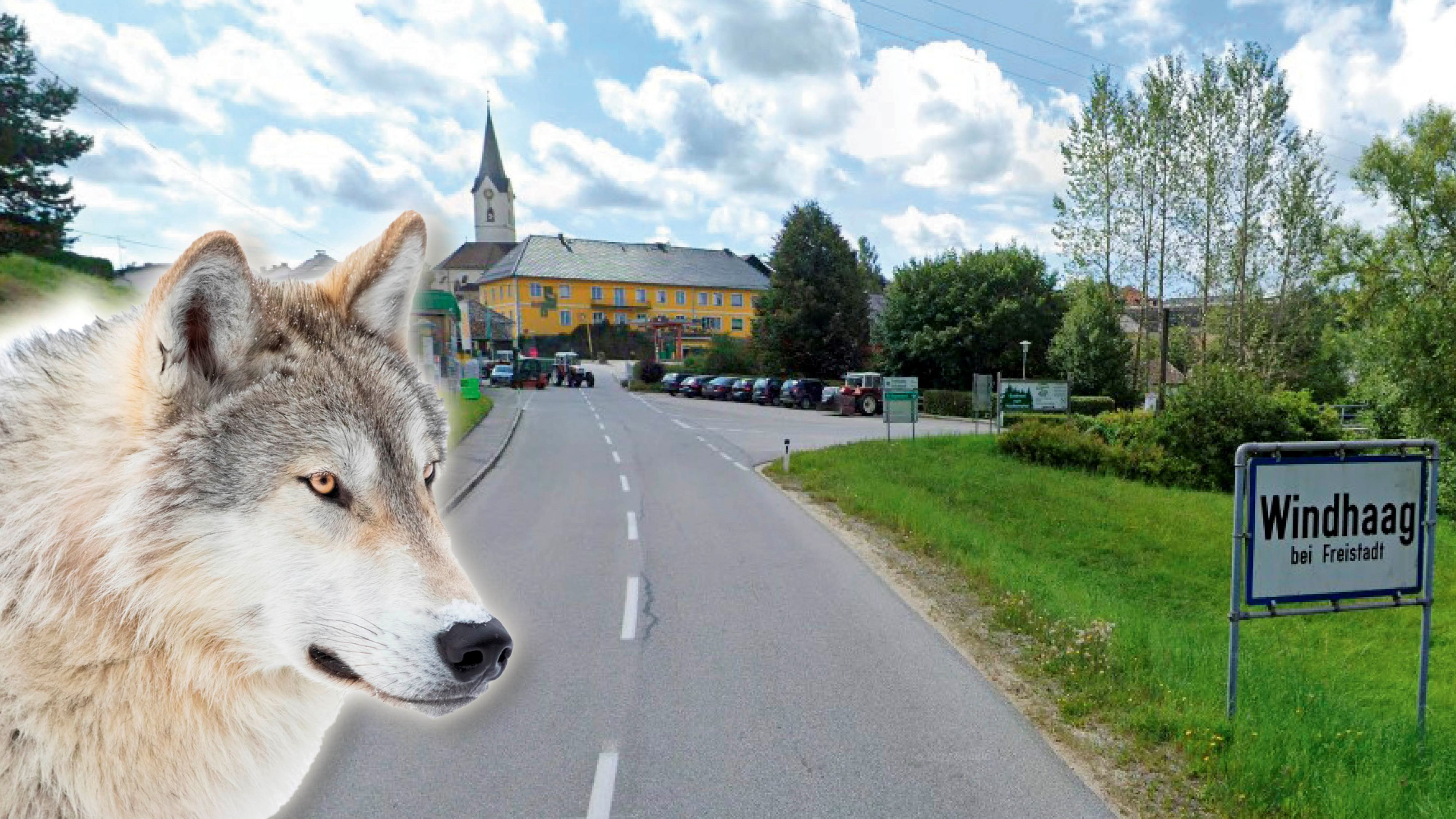 Das Land OÖ berichtet von einem möglichen Risikowolf in Windhaag bei Freistadt.