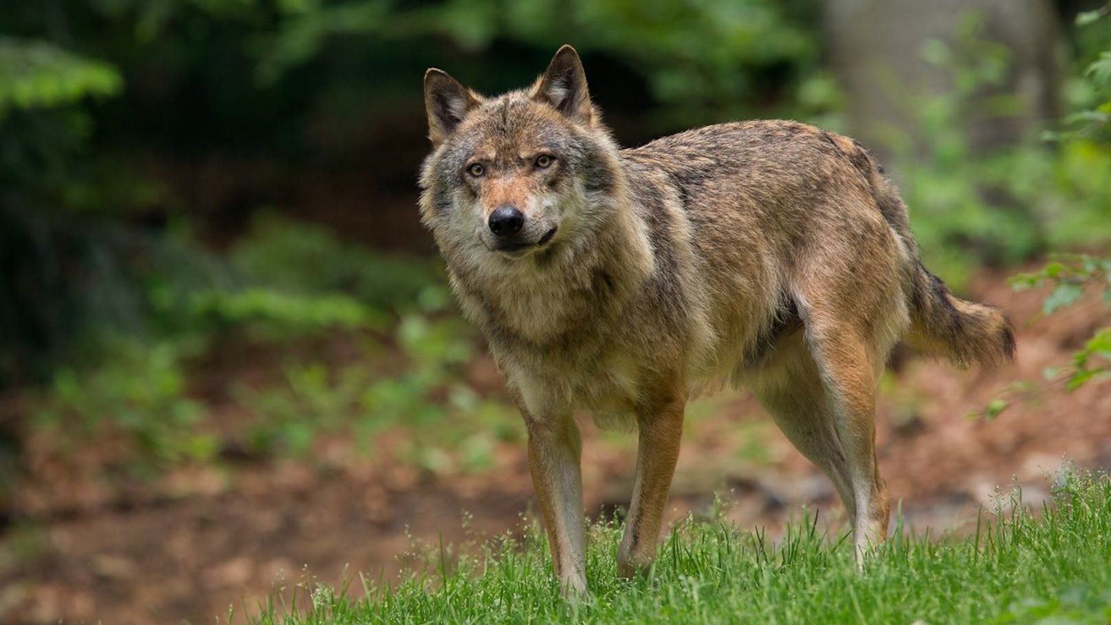 Zum Abschuss freigegeben: So wird ein Wolf zum "Risiko"