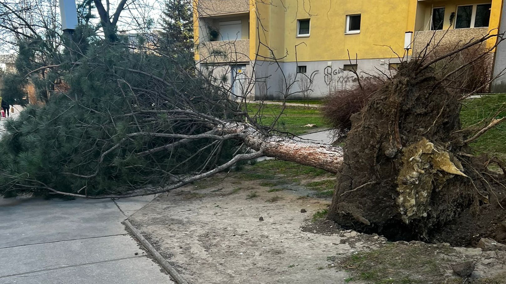 Dieser Baum wurde samt Wurzel umgeweht.