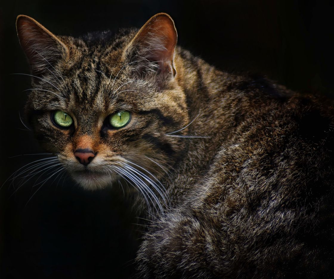 Streicheln verboten! Die schottischen Wildkatzen sind richtig 