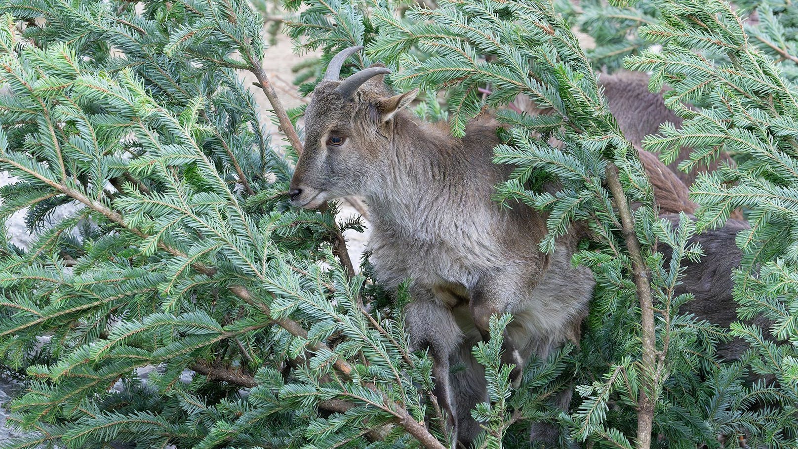 Schmeckt schoarf! Tierisches Frühstück für Zootiere