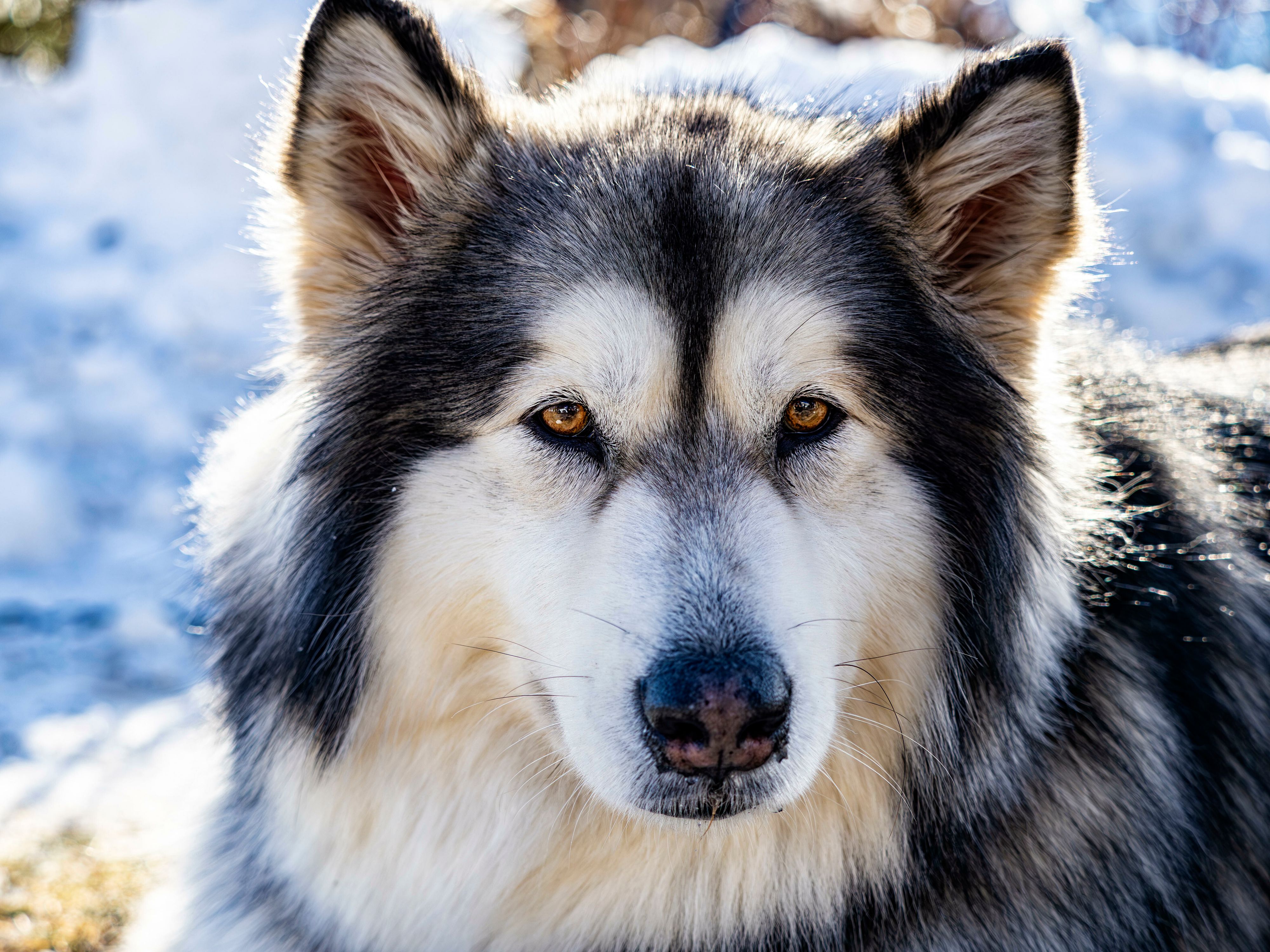 Alaskan Malamutes sind in Belgien keine Listenhunde. (Symbolbild)