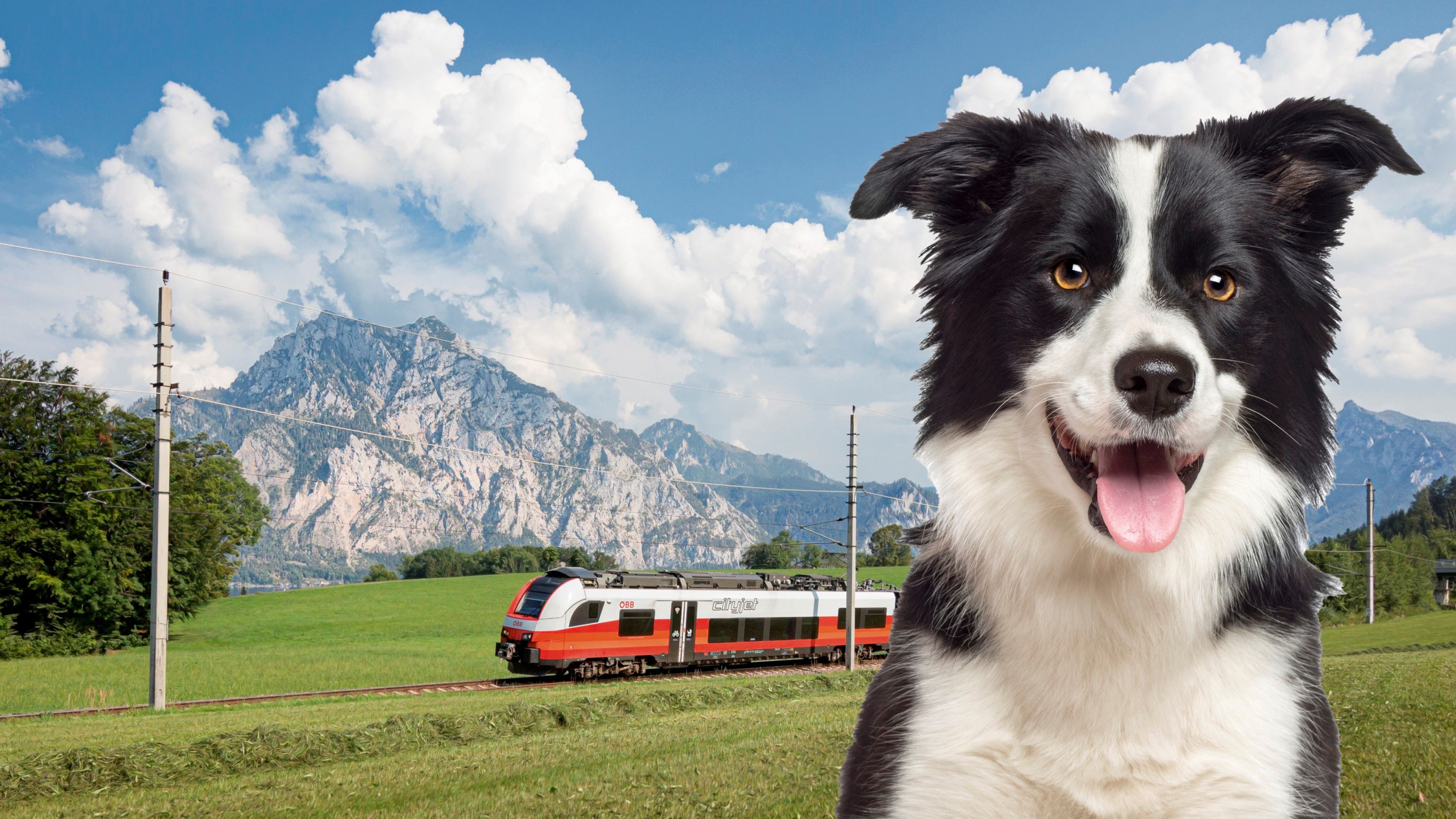 Eine Frau erklärte einem ÖBB-Mitarbeiter auf der Strecke im Salzkammergut, dass ihr Hund das Ticket gefressen habe. (Symbolbild)