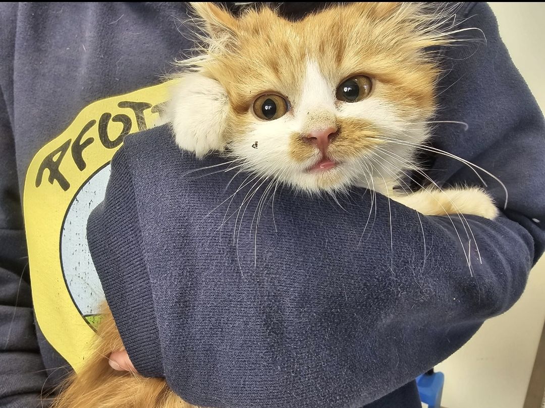 Sehen ihre Schützlinge in Gefahr: Zahlreiche Tierschutz-Organisationen, darunter die Pfotenhilfe Lochen (Bez. Braunau).