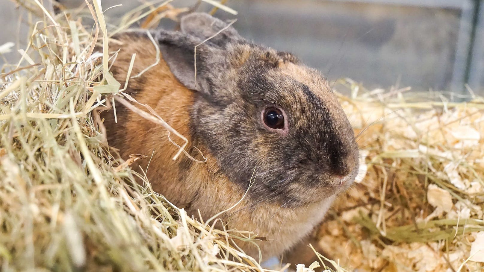 <strong>WIKKI:</strong> Kaninchenbub Wikki (2) wurde in einer Transportbox neben einer Mülltonne gefunden. Zum Glück war er unverletzt und kann ab sofort in ein neues liebevolles Zuhause ziehen. Wikki freut sich, Teil einer bestehenden Kaninchenfamilie zu werden oder mit einem passenden Partnertier aus dem TierQuarTier Wien auszuziehen.