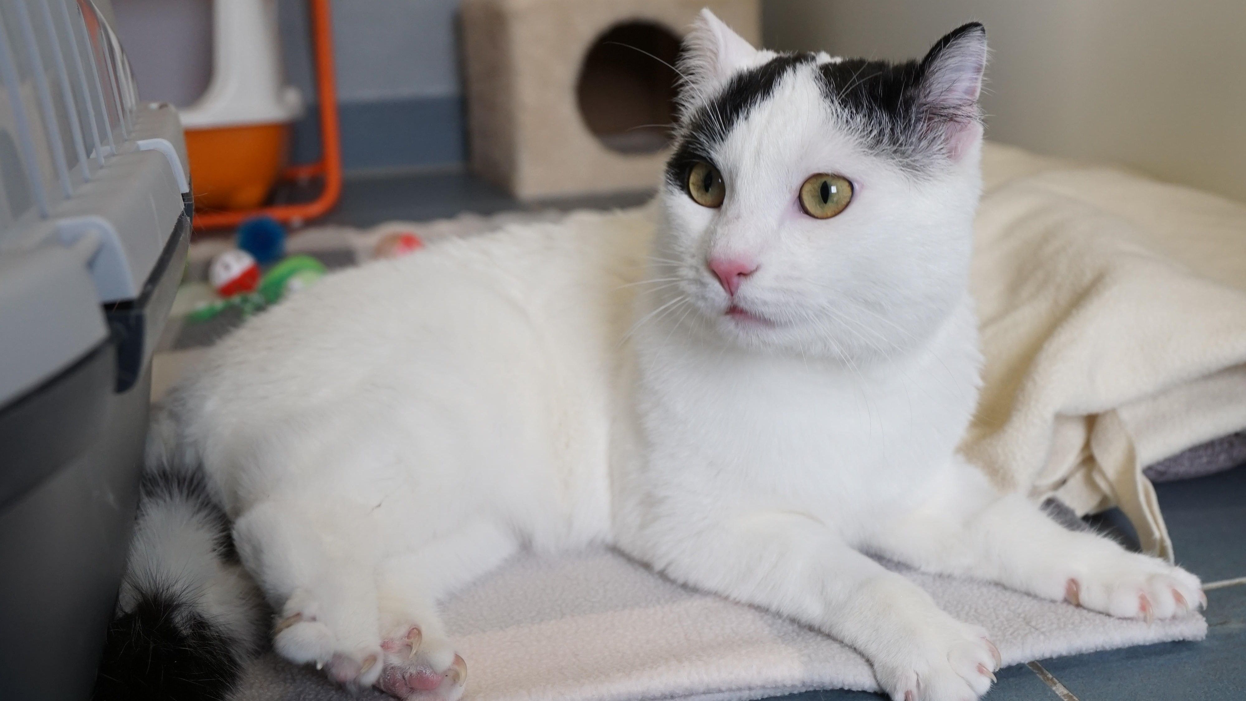 Gemeinsame Spieleinheiten und katzengerechte Beschäftigung würden Stripes im neuen Zuhause bestimmt großen Spaß machen.