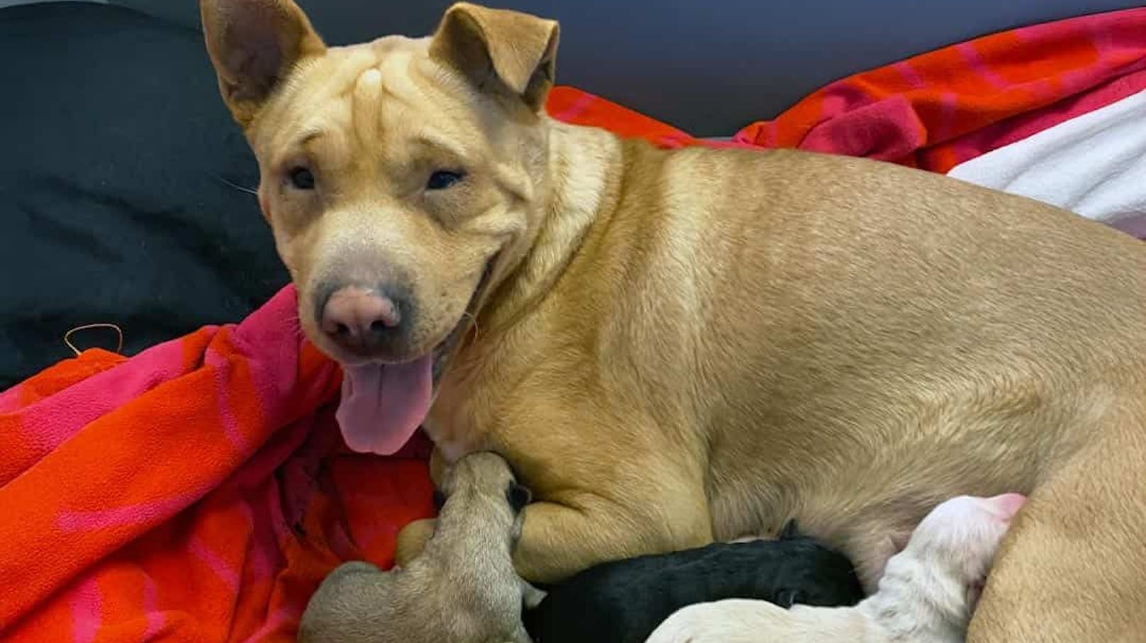 Shar-Pei Mischlingshündin "Schneewittchen" brachte in der liebevollen Obhut des Tierquartiers gleich sieben "Zwergis" zur Welt.