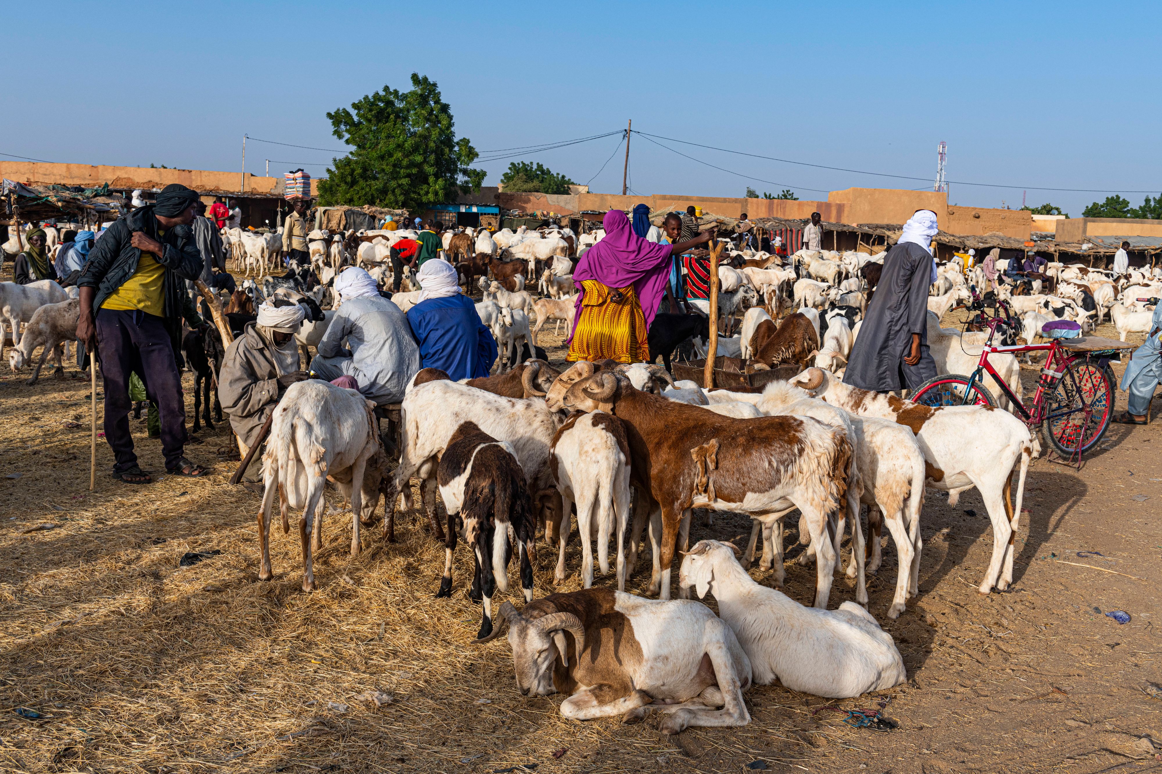 Der Viehmarkt in der Wüstenstadt Agadez im Niger. (Symbolbild)