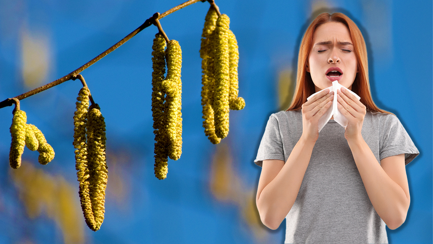 Der Pollenflug der Hasel hat noch nicht verbreitet eingesetzt. Allerdings haben erste Pflanzen die Blühbereitschaft an sonnigen Standorten bereits erreicht.
