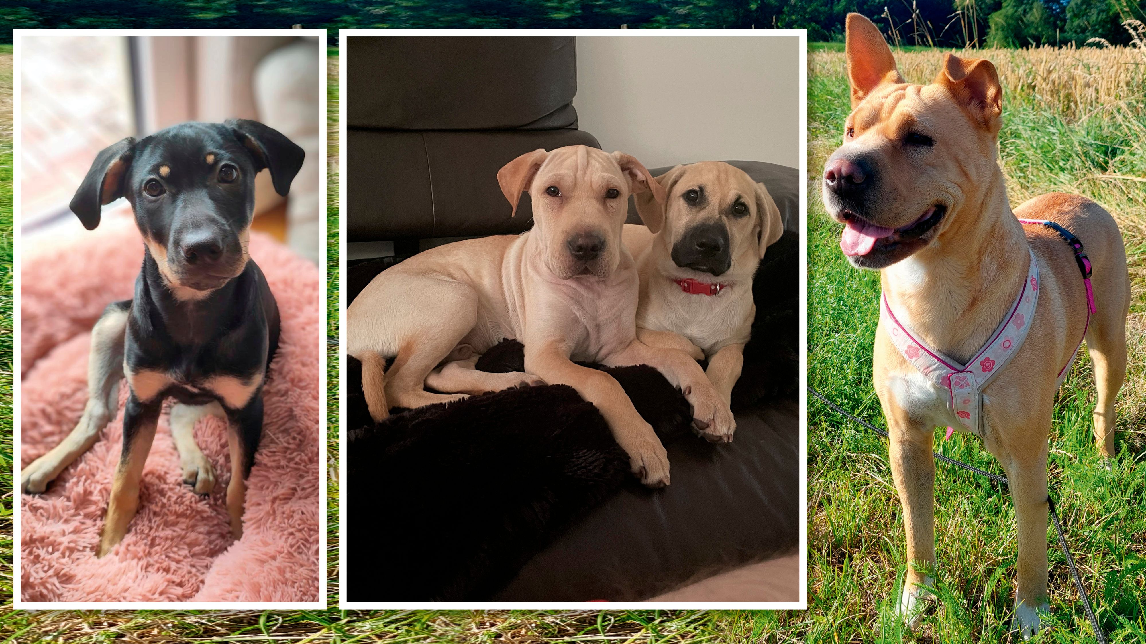 Schneewittchen (r.) und ihren Welpen geht es bei ihren neuen Familien prächtig.