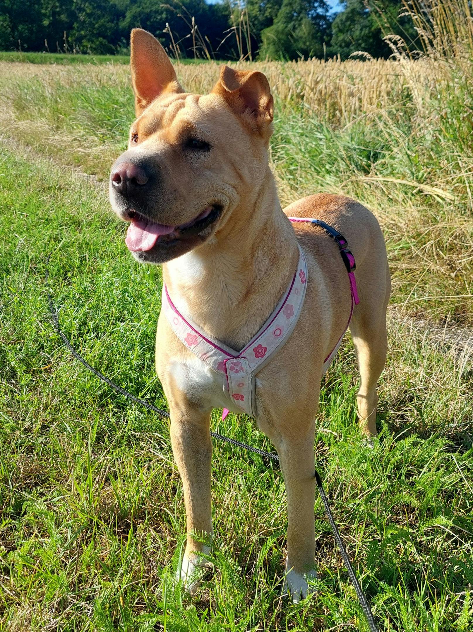 "Jeden Tag sind wir aufs Neue überrascht, mit welcher Freude und Selbstsicherheit sie bei Spaziergängen, Ausflügen oder auch beim Training in der Hundeschule dabei ist und mitarbeitet", schwärmt ihr Frauchen.