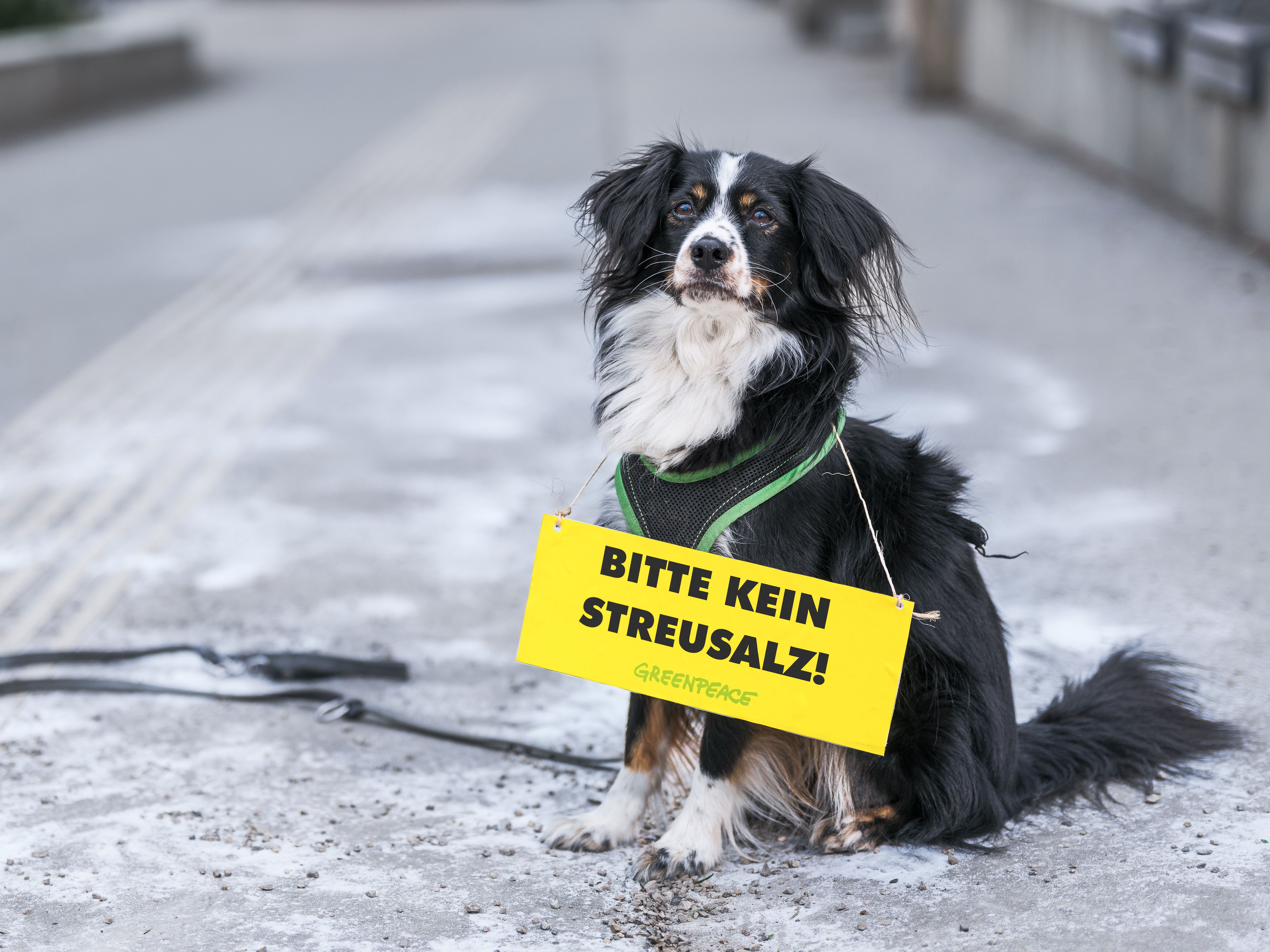 Haushunde leiden unter dem Einsatz von Salz.