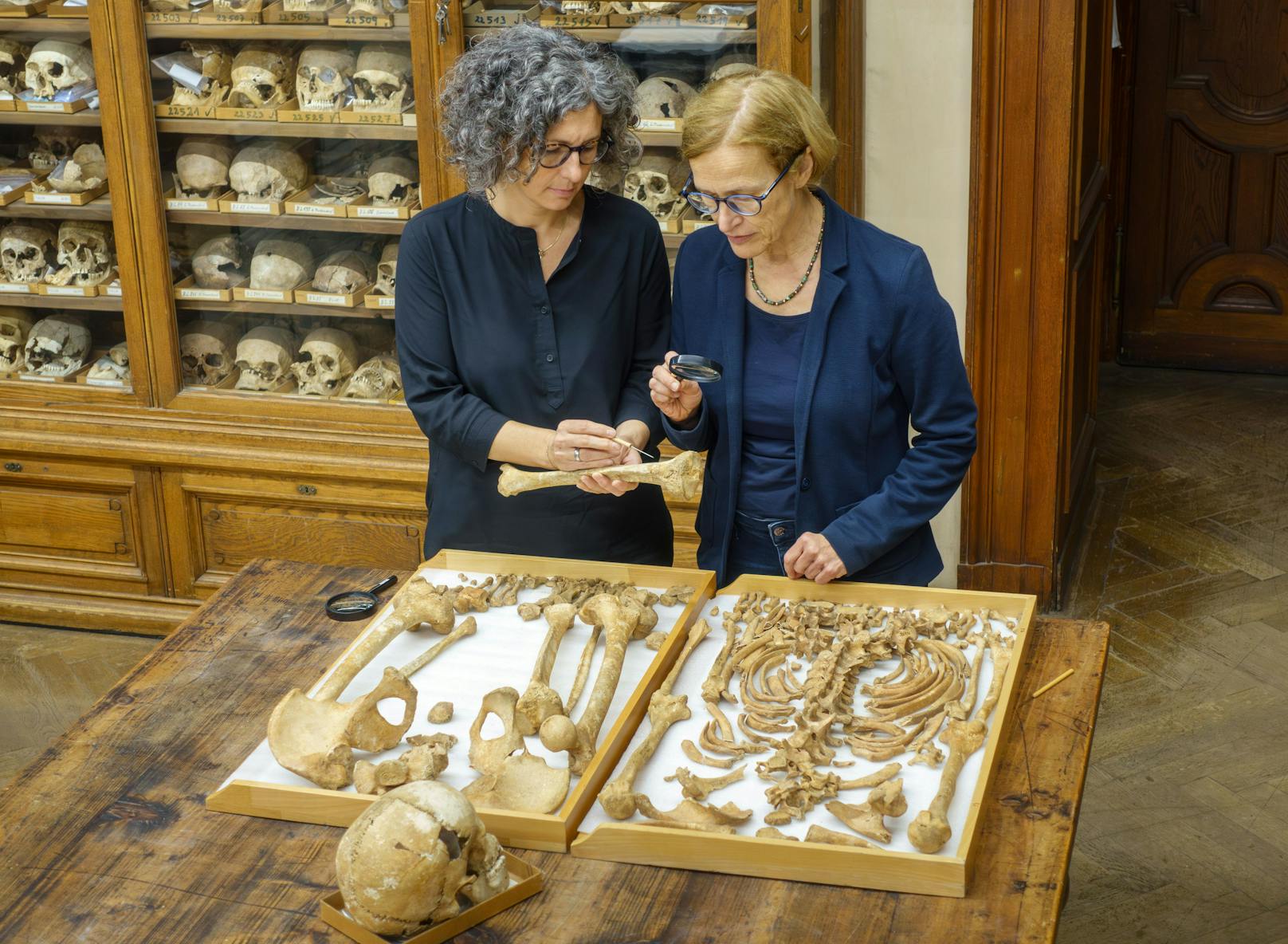 Die Anthropologinnen Margit Berner und Doris Pany-Kucera mit aufgelegtem Skelett aus der Awarenzeit