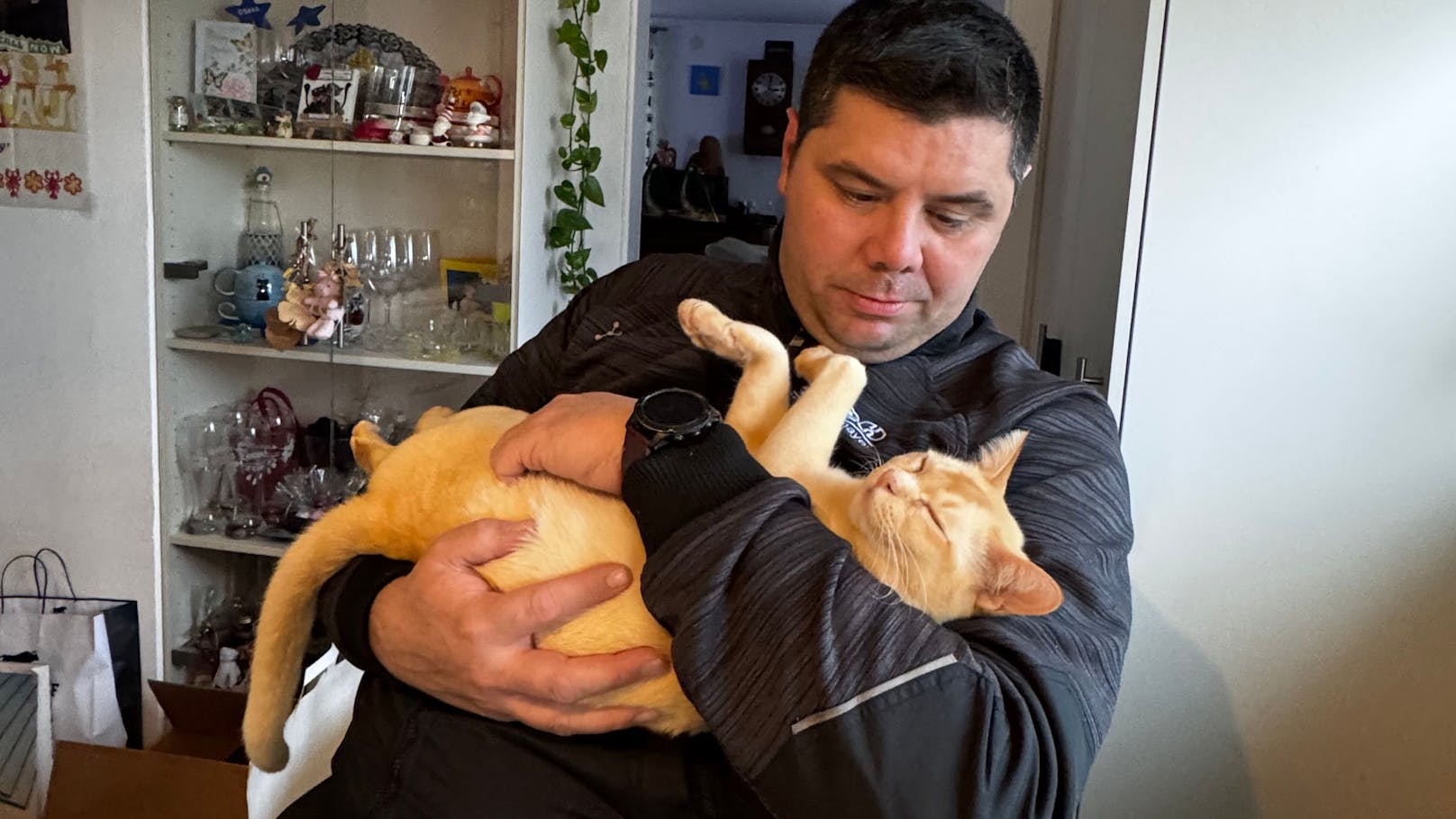 Katzendieb unterwegs? "Unser Chili wurde gestohlen!"