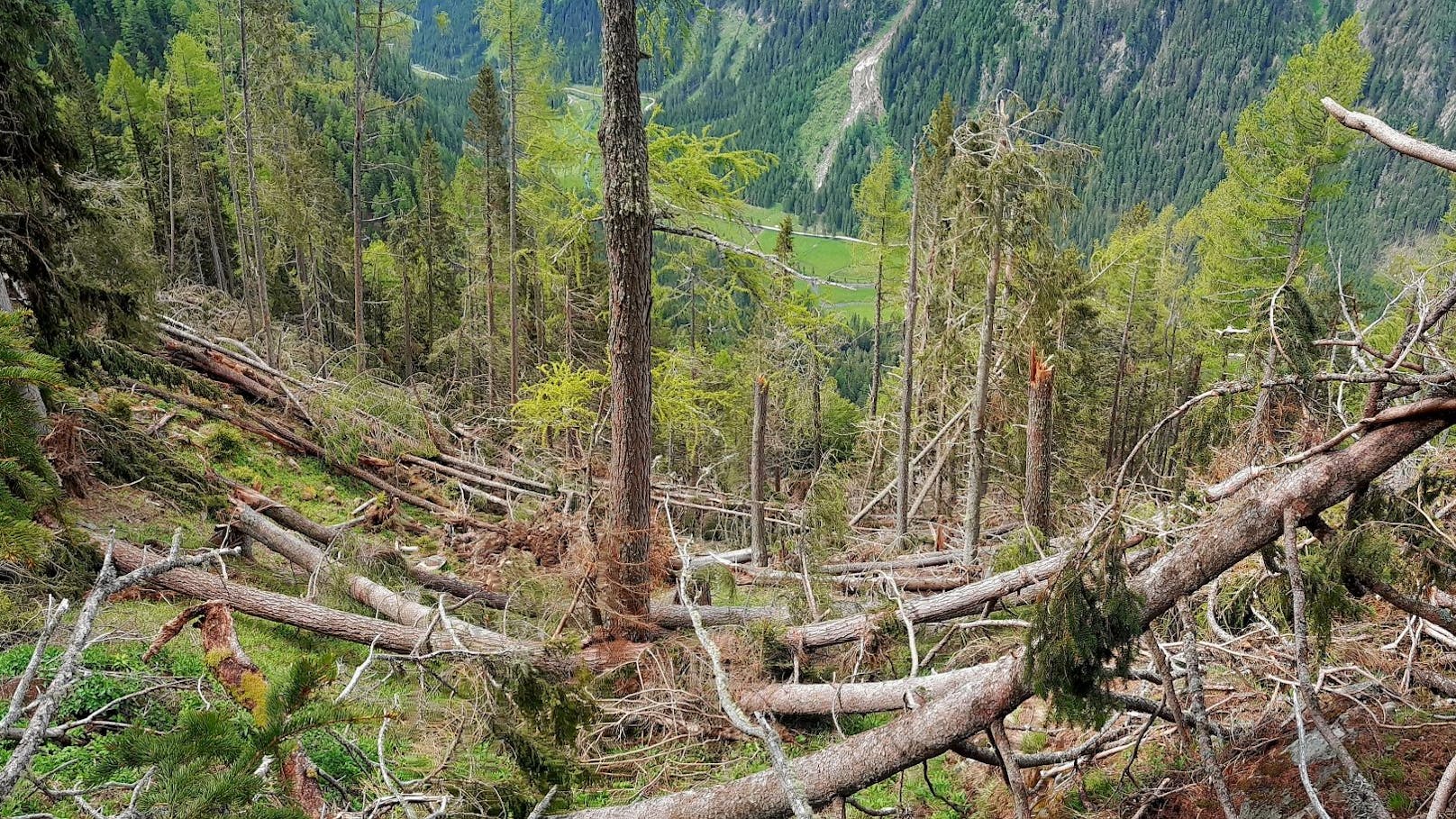 Klima-Stürme erzwingen jetzt "Umbau" unseres Waldes