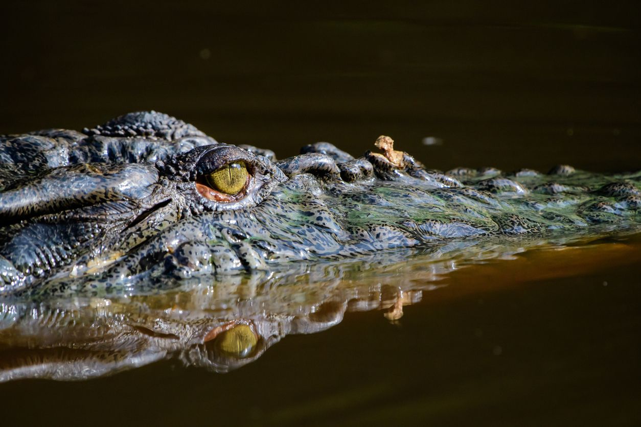 Man möchte die Urzeit-Echsen natürlich nicht 