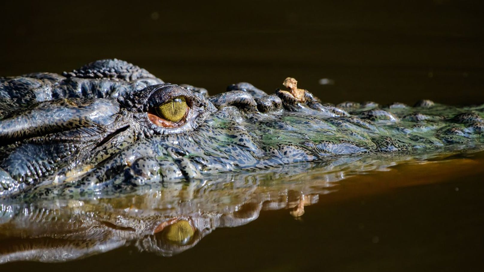 Krokodile sollen Menschen mit neuer Taktik anlocken