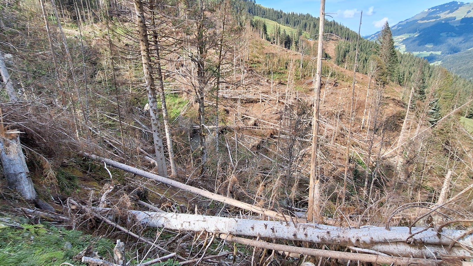 Der Klimawandel setzt dem Wald im Alpenraum schwer zu.