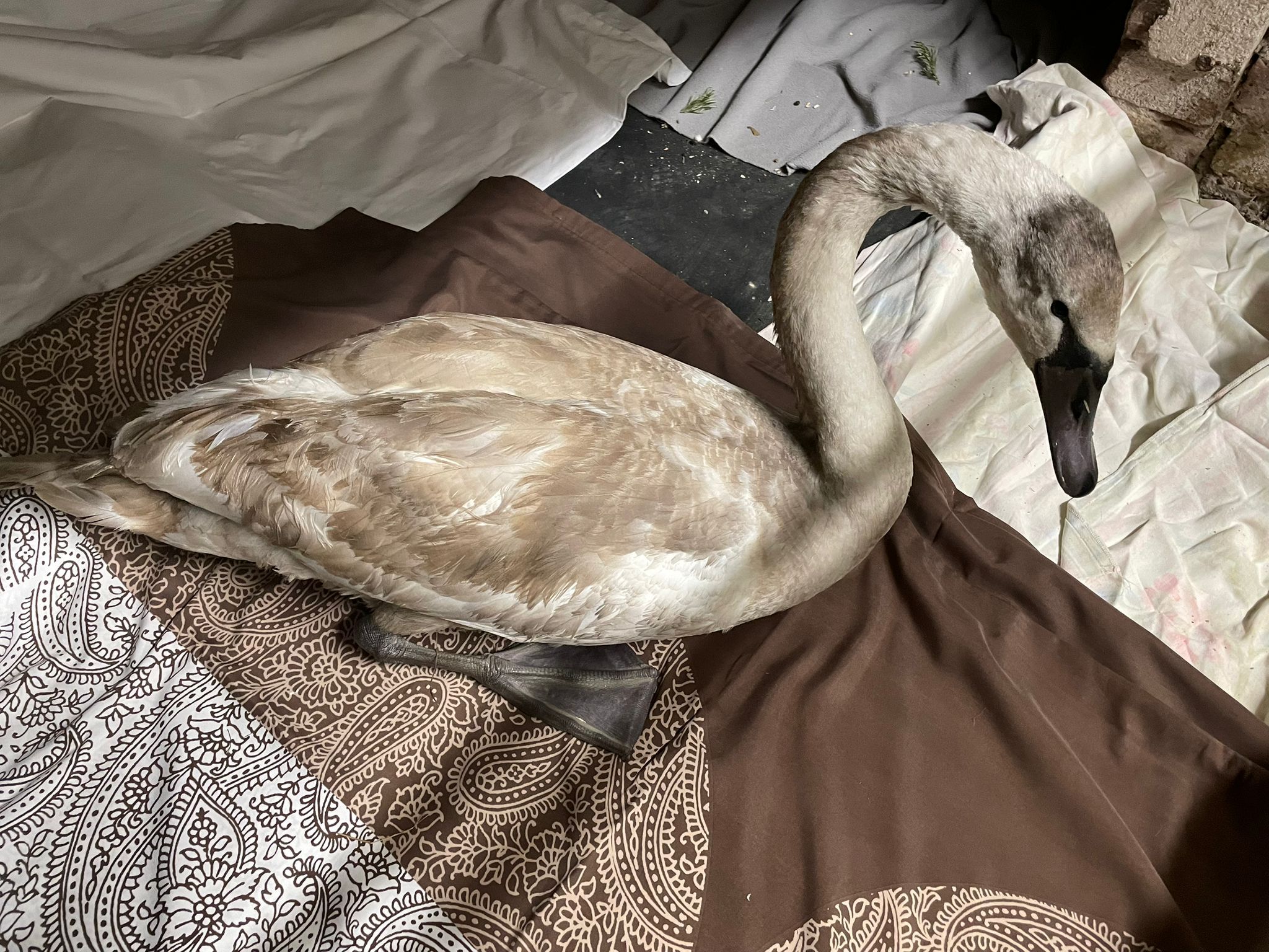 Der junge Höckerschwan kam am 2. Jänner zum Verein und wurde aufgepäppelt.