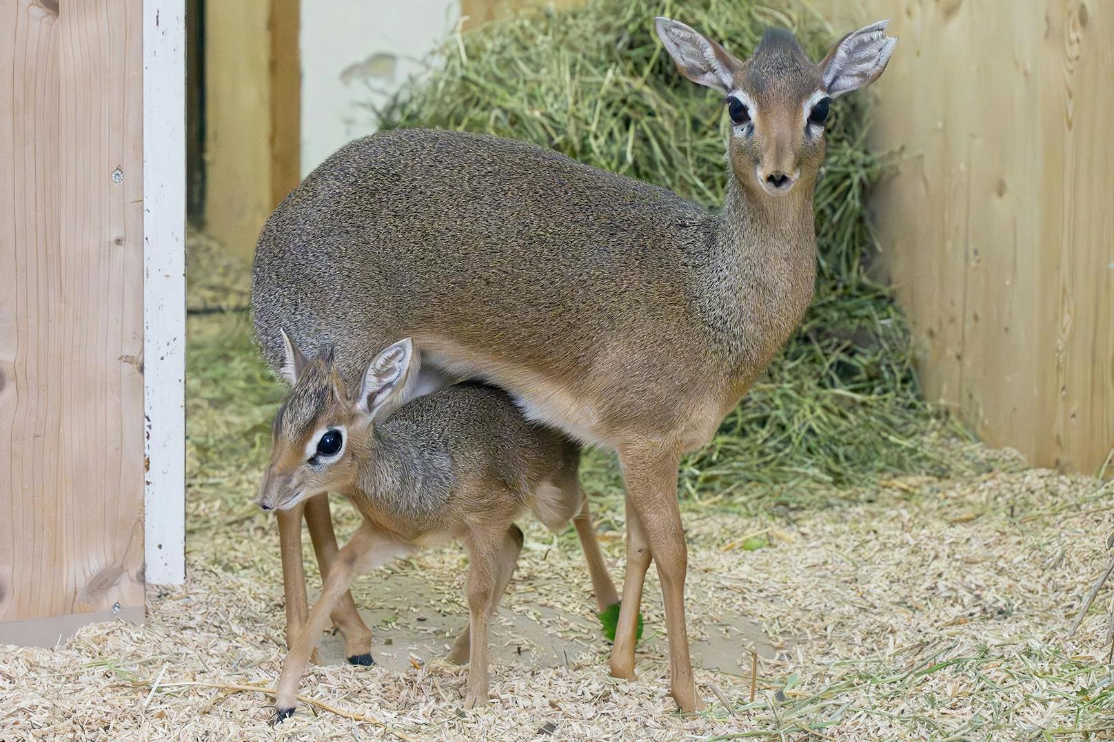 Seit 2014 erfreuen die "Kirk-DikDiks" bereits die Besucher des Tiergartens Schönbrunn.