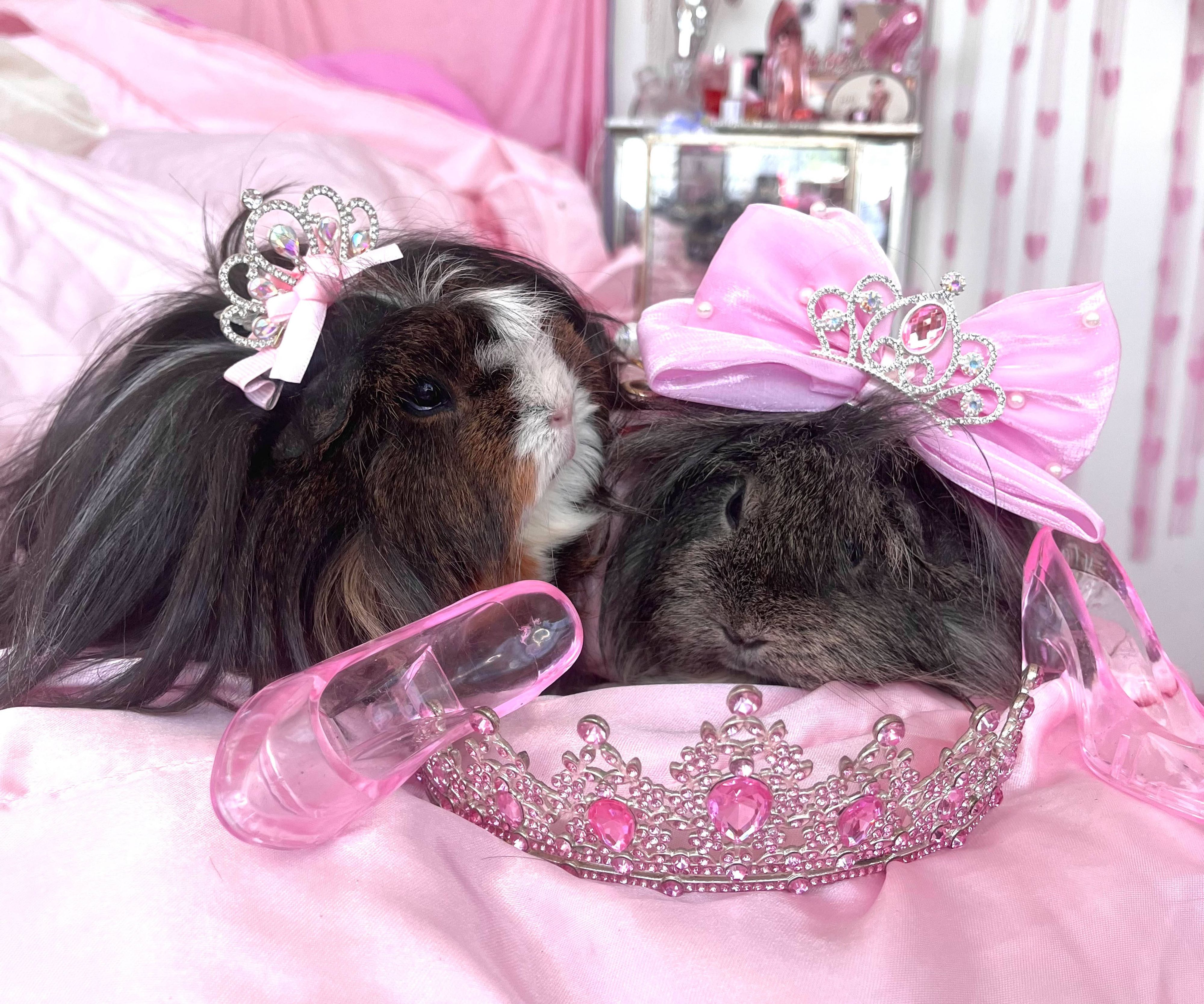 Uff! Über Geschmäcker lässt sich ja bekanntlich streiten, aber ob die Meerschweinchen ihr Haarstyling auch so toll finden, wie das Frauchen kann man vermutlich mit 