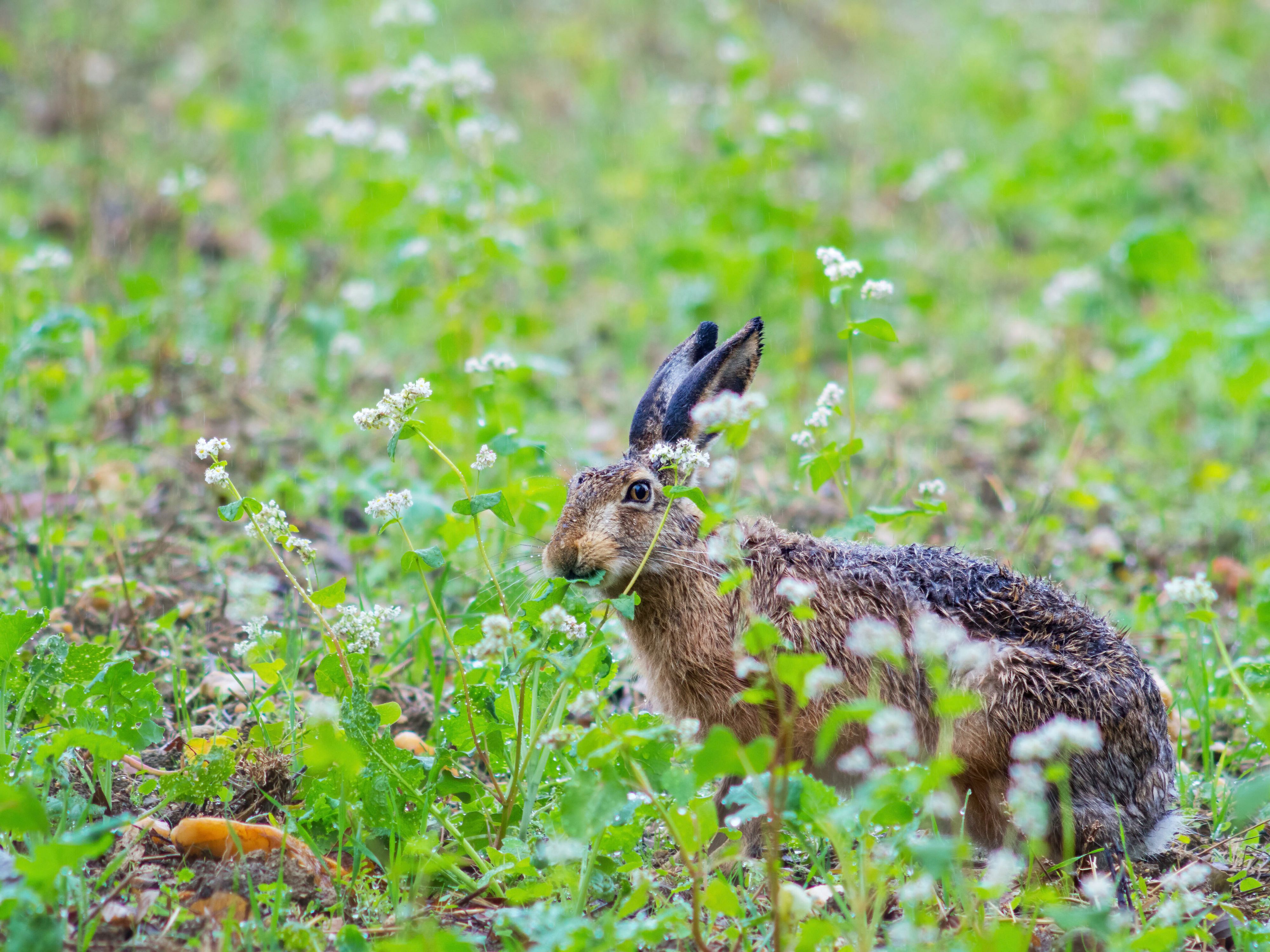 Die Hasenpest ist auch für Menschen hochansteckend.
