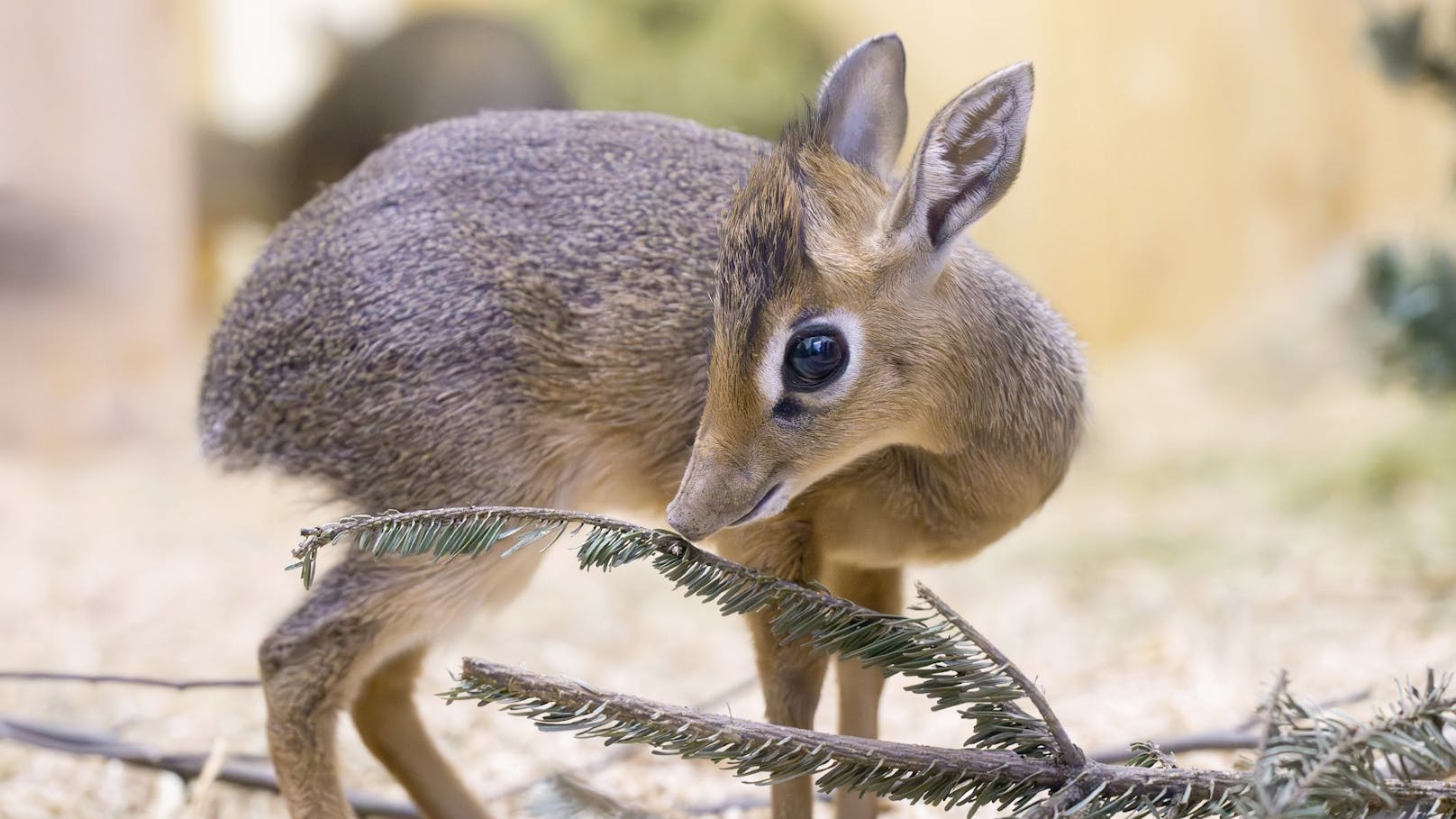 Zum ersten Mal gibt es dieses zarte Baby in Schönbrunn