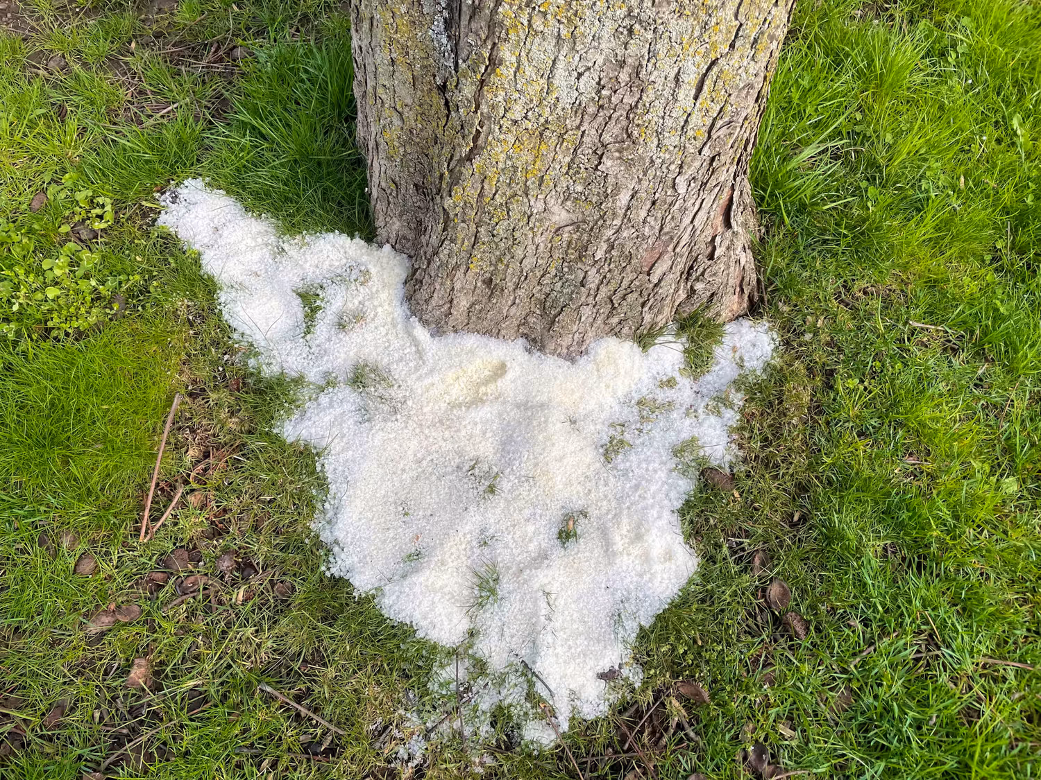Salz wurde rund um den Baumstamm gestreut, um die Nährstoffaufnahme der Wurzeln zu blockieren.