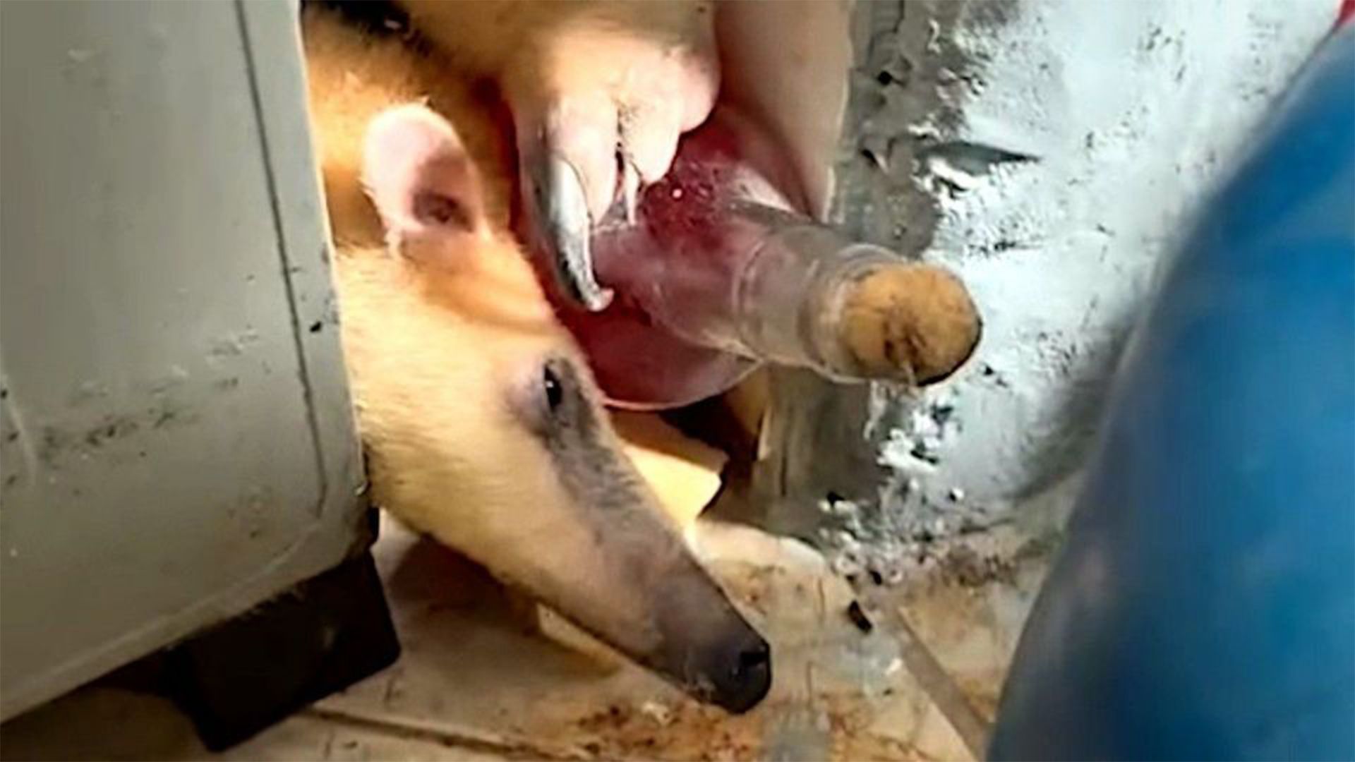 Der Korken beweist eigentlich, dass hier nur gekuschelt wurde.