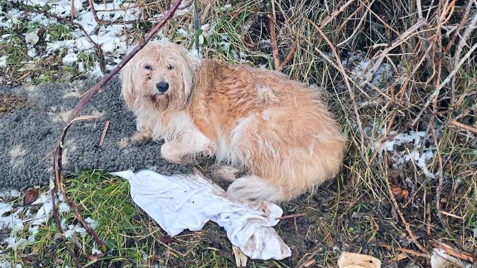 Eiskalt – Hund mitten in den Weinbergen ausgesetzt