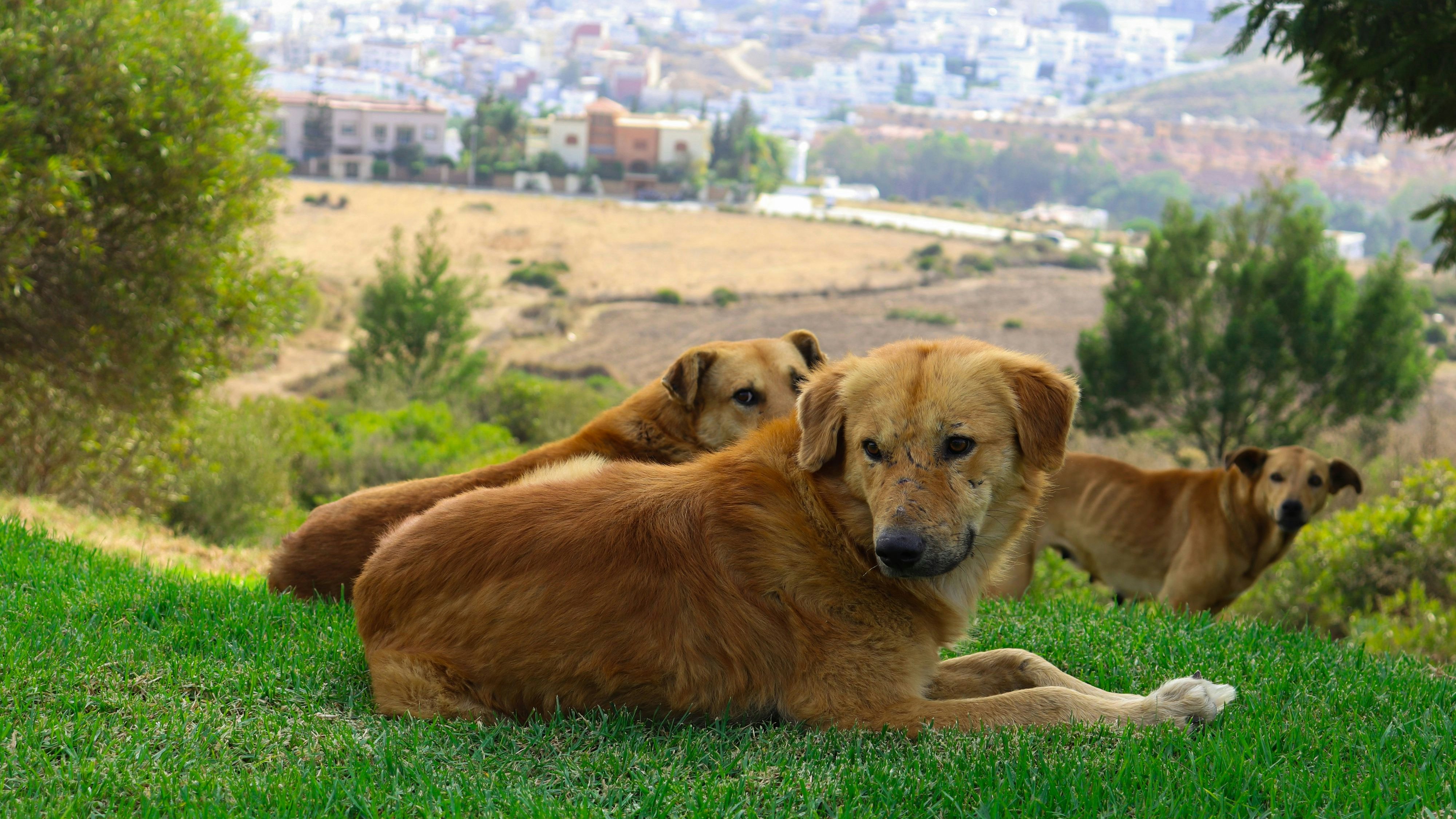 Marokko möchte Straßenhunde erschießen und vergiften.